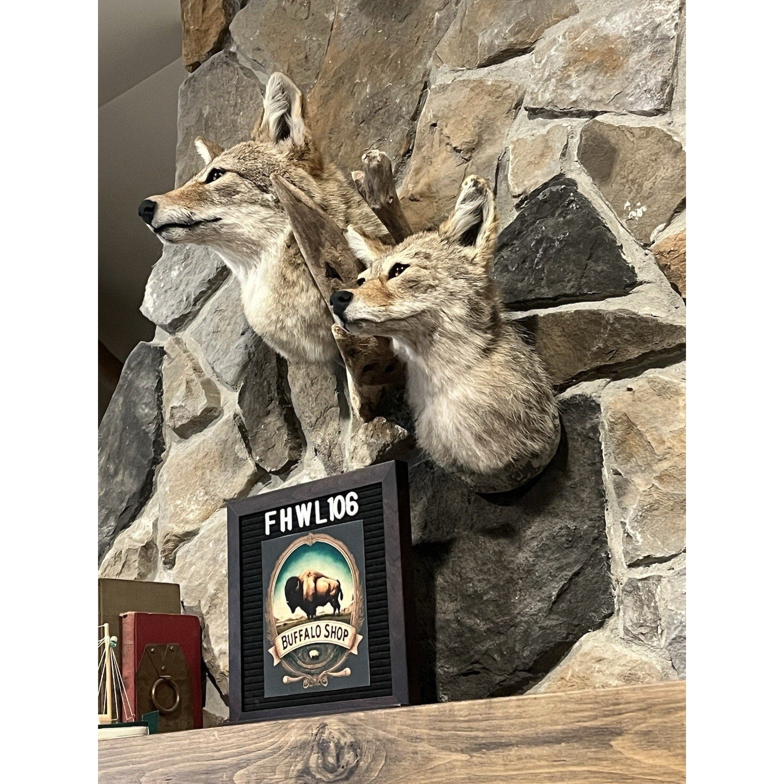 FHWL106 - Pair Of Coyote Shoulder Museum Quality mount Taxidermy