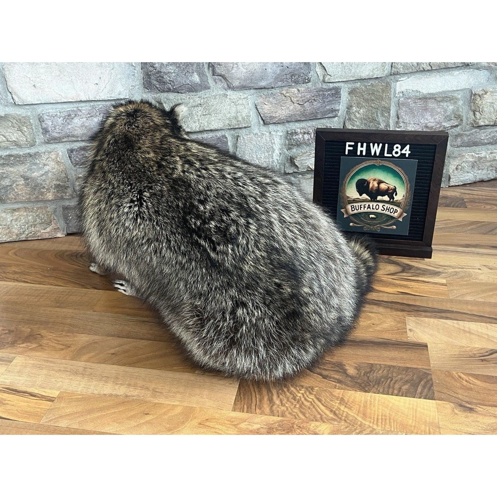 FHWL82 - Fat Raccoon Taxidermy Mount
