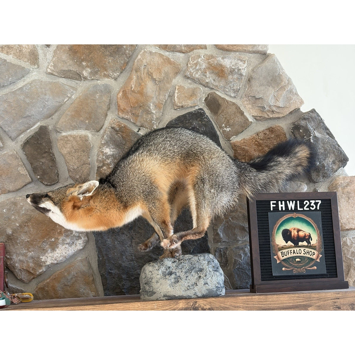 FHWL237- Grey Fox Taxidermy Full Body Mount Cabin Camp Man Cave