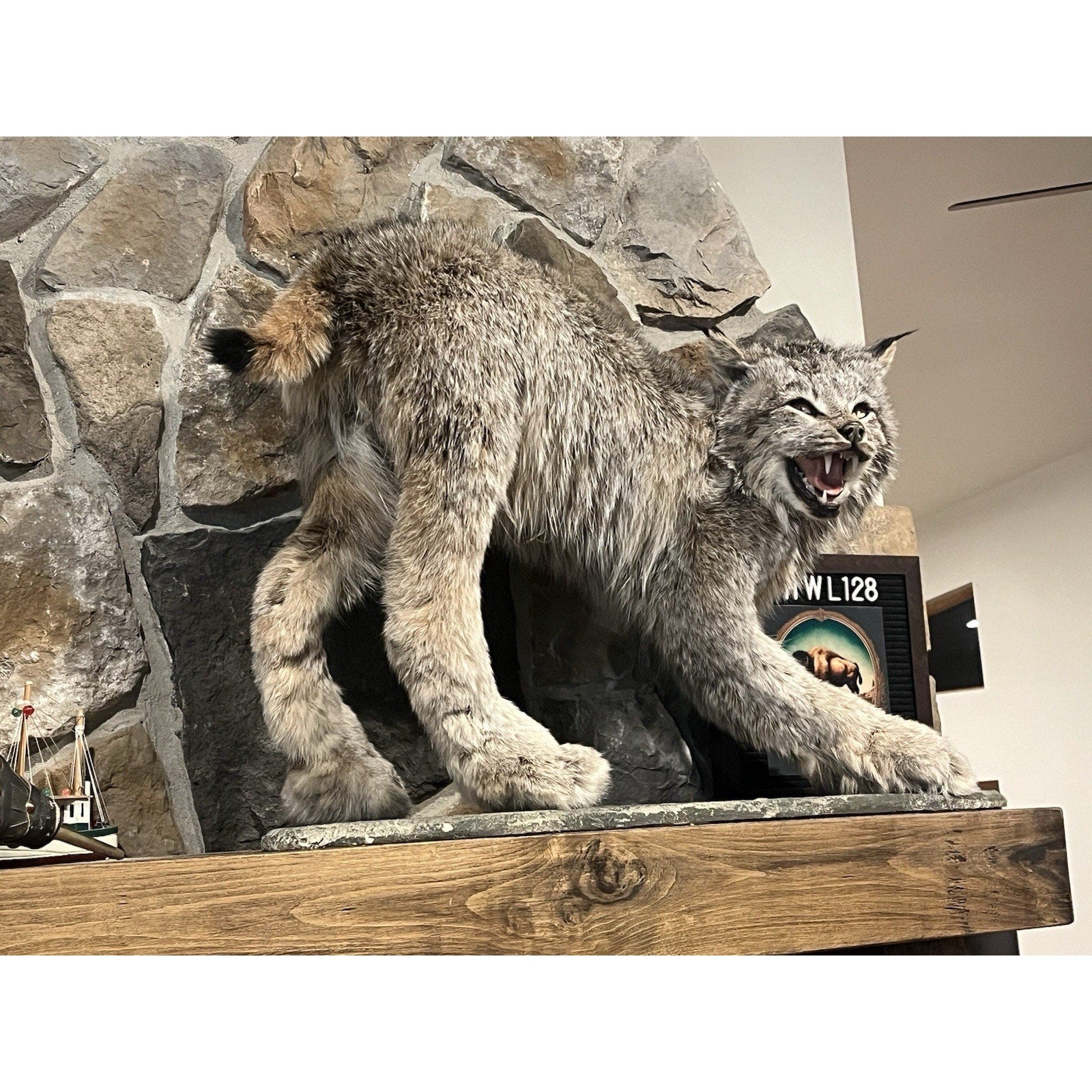 FHWL128 - Alaskan Lynx Taxidermy Full Body Mount Prime Fur