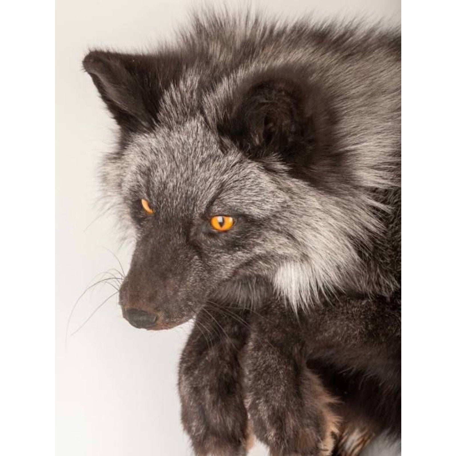 FHART113 - Silver Fox (Vulpes Vulpes) Taxidermy Wall Mount Life Size