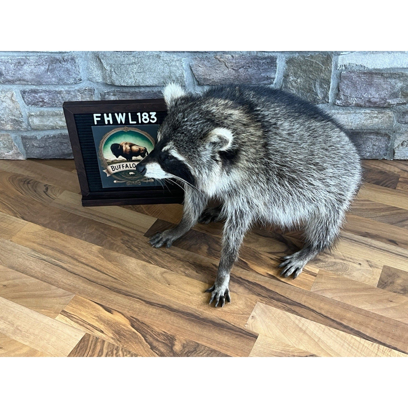 FHWL183-Jimothy Fat Raccoon Taxidermy Mount