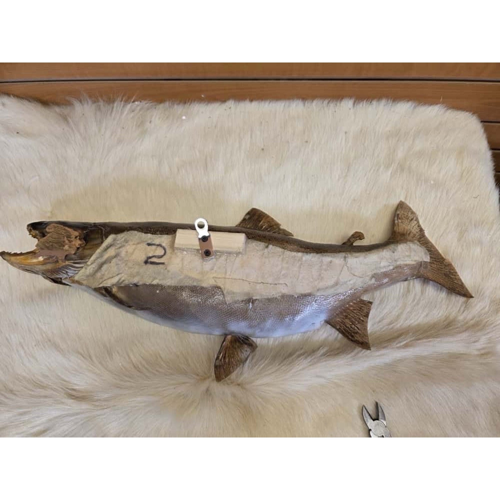 JTV214 - Real Skin Trout Fish Taxidermy Mount 25”