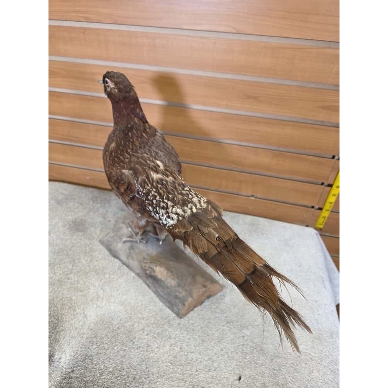 JTV244 - Copper Pheasant Bird Taxidermy Mount