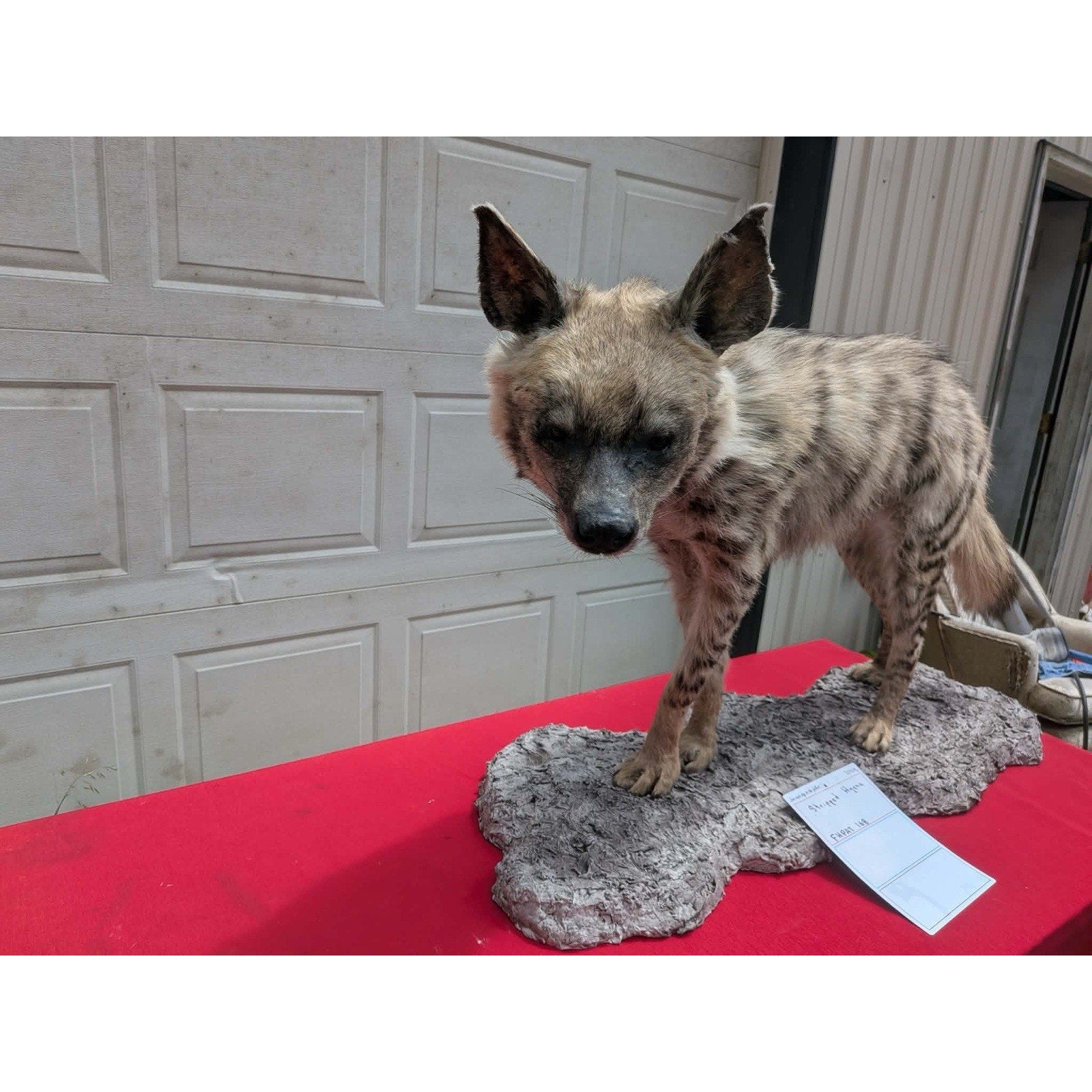FHPAT168 - Striped hyena Super Rare New Taxidermy Mount
