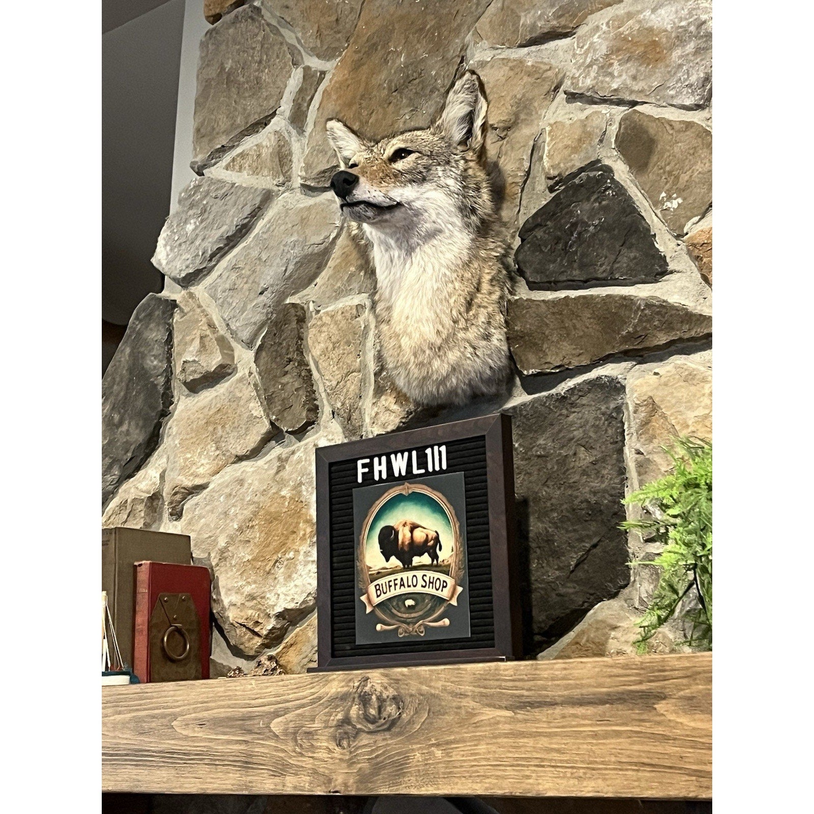 FHWL111 - Coyote Shoulder Museum Quality mount Taxidermy