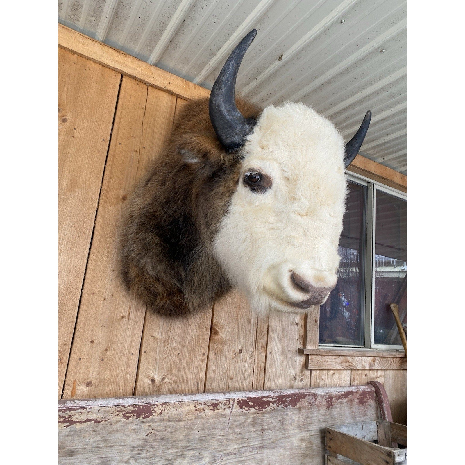 FHDAR43- Rare Sacred White-faced Buffalo Bison Taxidermy Shoulder mount