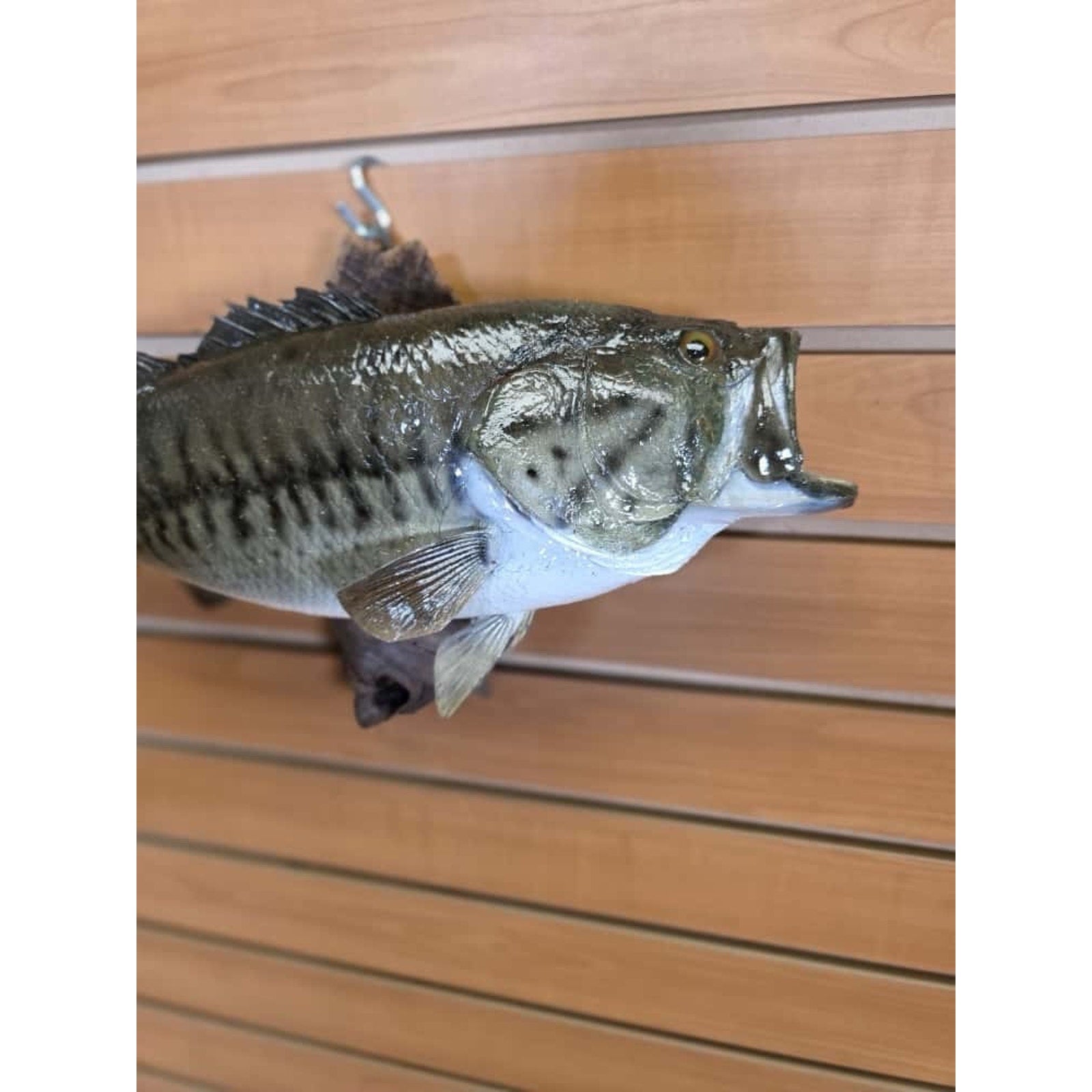 JTV209 - Bass. 17" Real Skin Fish Taxidermy Mount