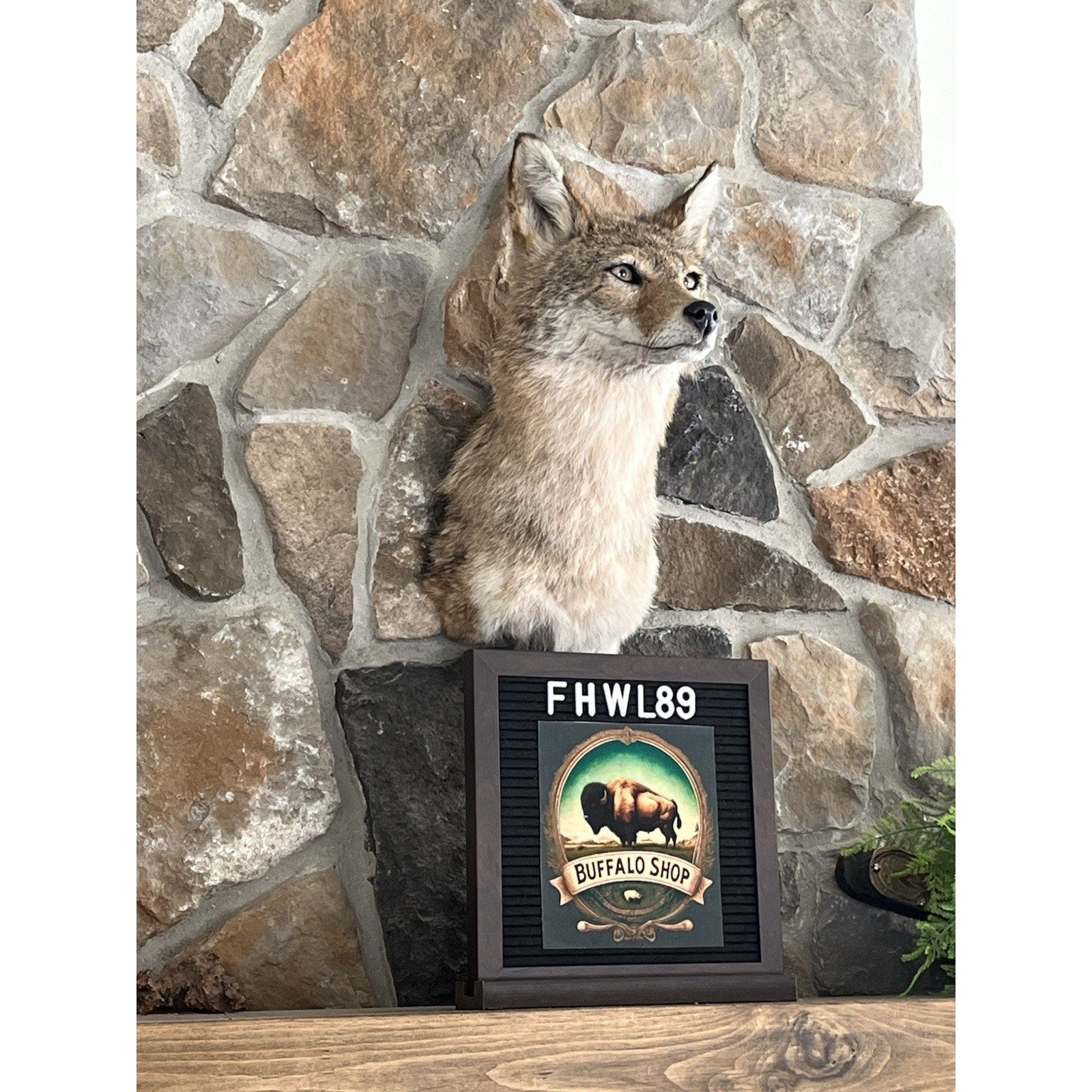 FHWL89 - Coyote Shoulder Museum Quality mount Taxidermy