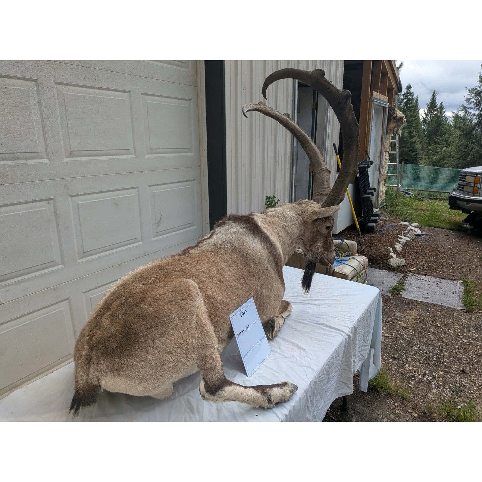 FHPAT - XL Ibex Taxidermy Full Body Mount