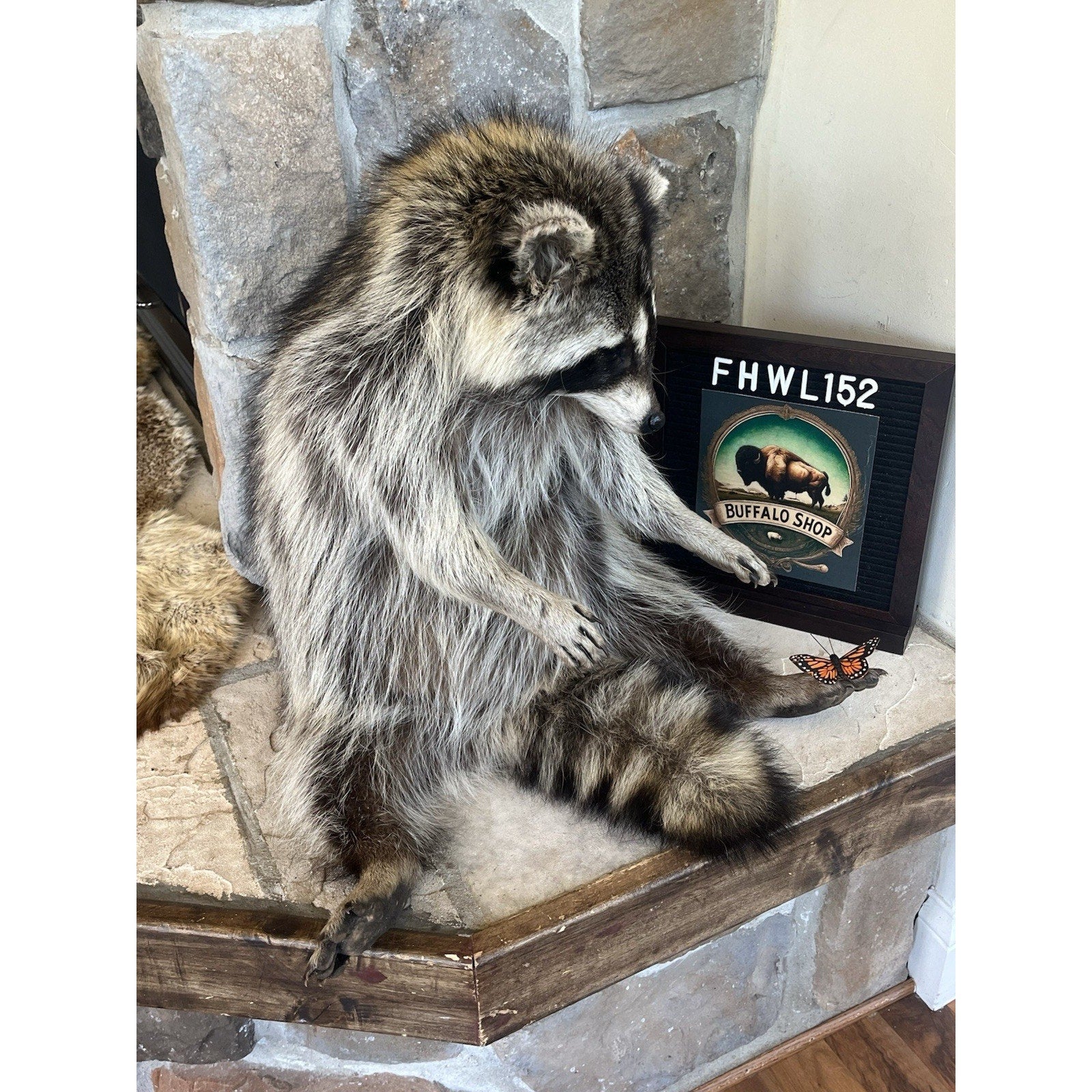 FHWL152 - Fat Raccoon Taxidermy Mount