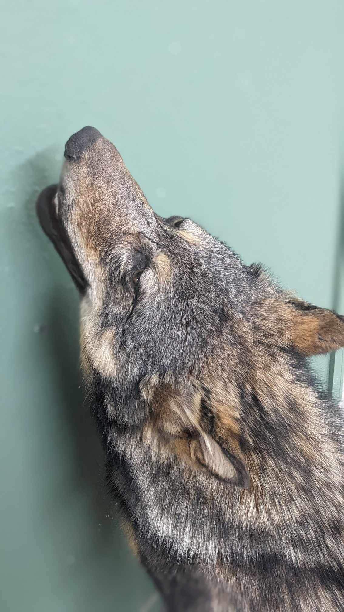 Alaskan wolf howling full body taxidermy mount