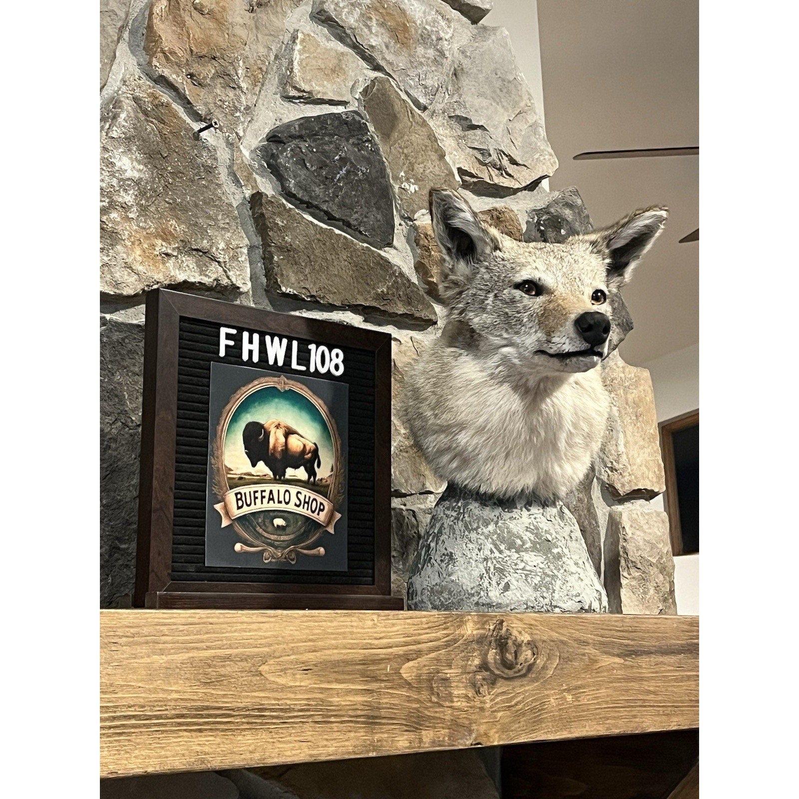 FHWL108 - Coyote Shoulder Museum Quality mount Taxidermy