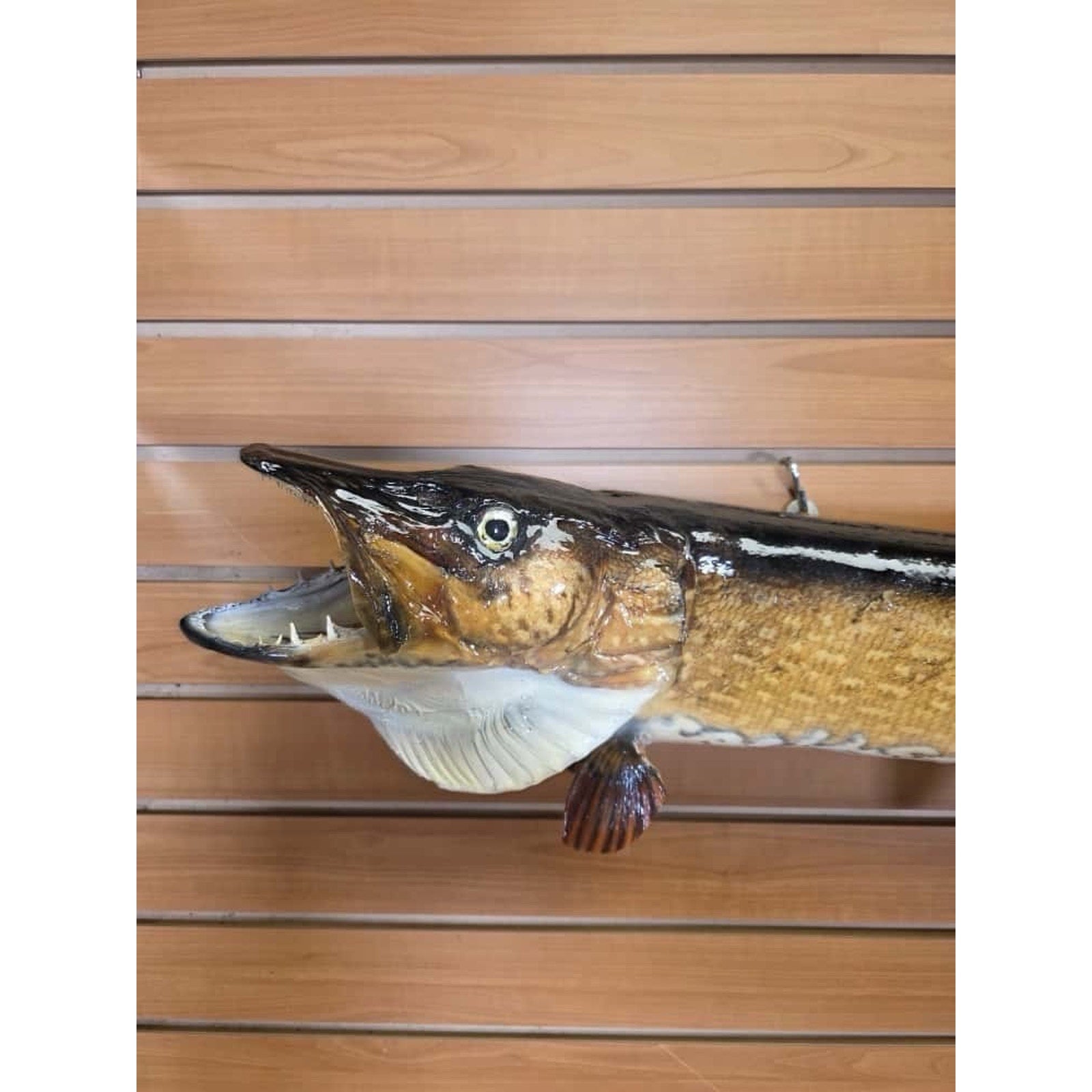 JTV221 - 36” Northern Fish Real Skin Taxidermy Mount