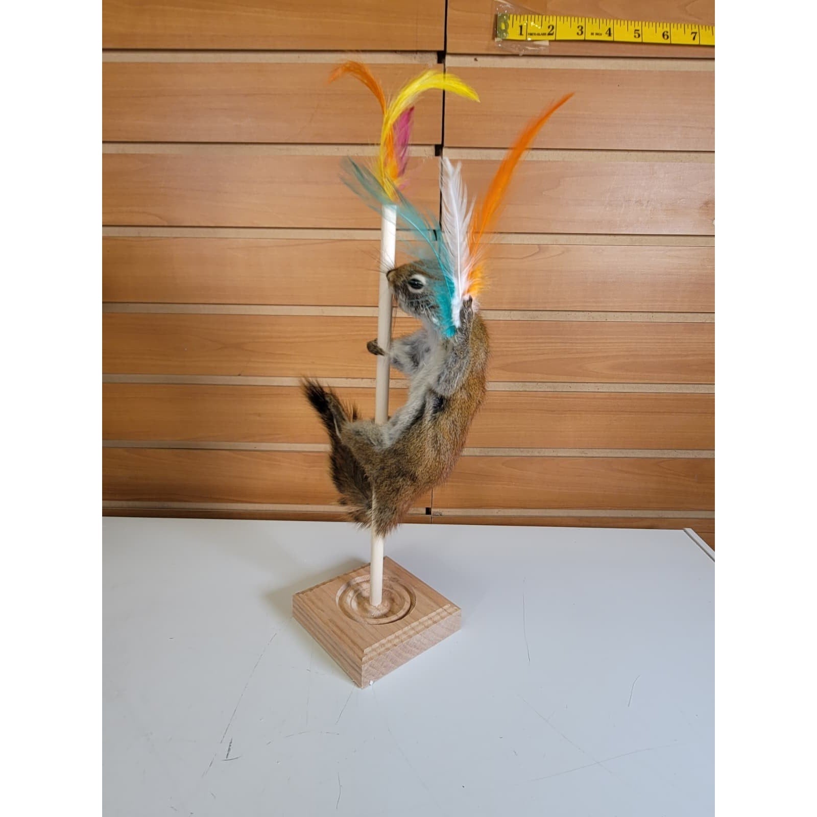 FHSQ309 - Stripping American Red Squirrel Taxidermy Mount
