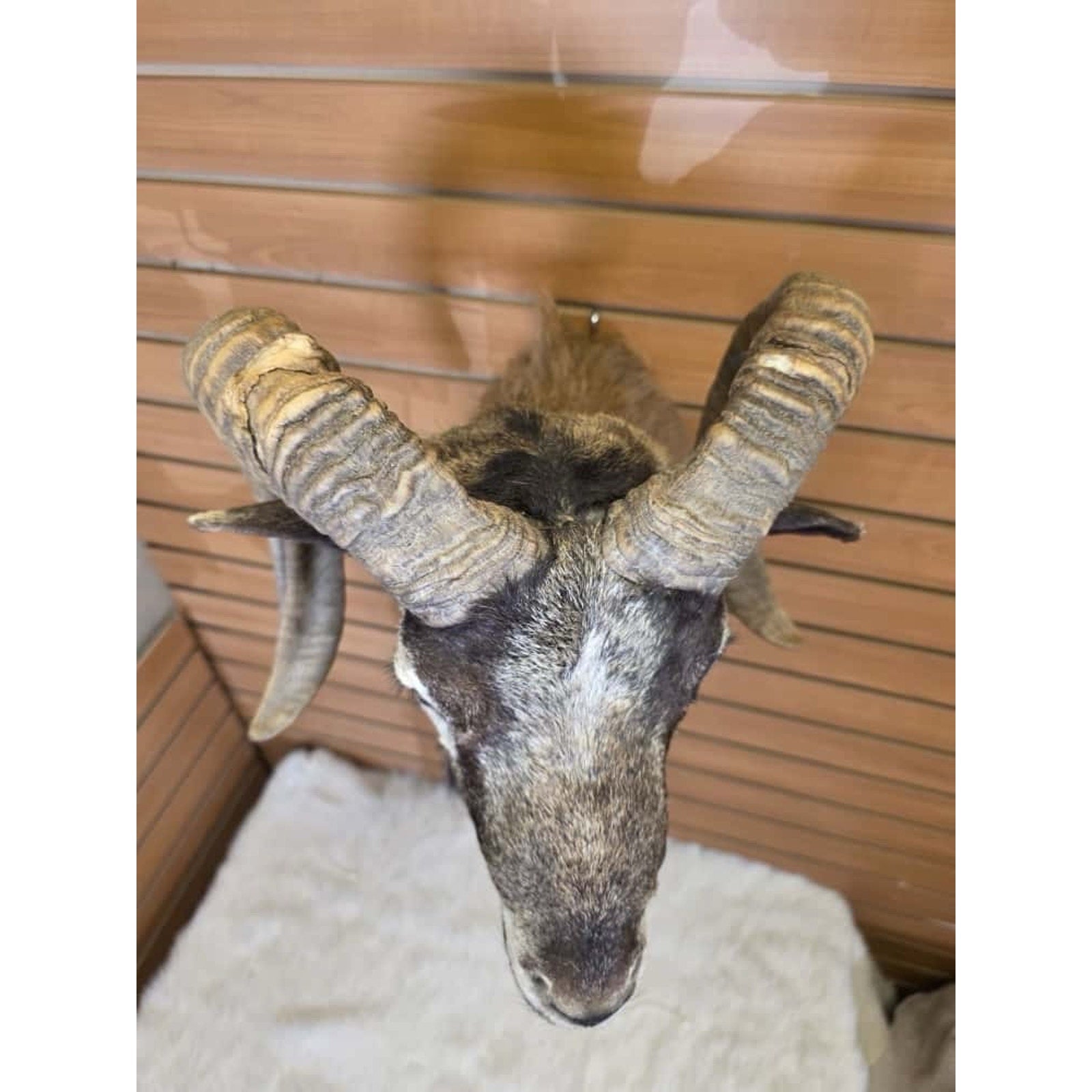 FHMN4 - Mouflon Ram taxidermy shoulder mount
