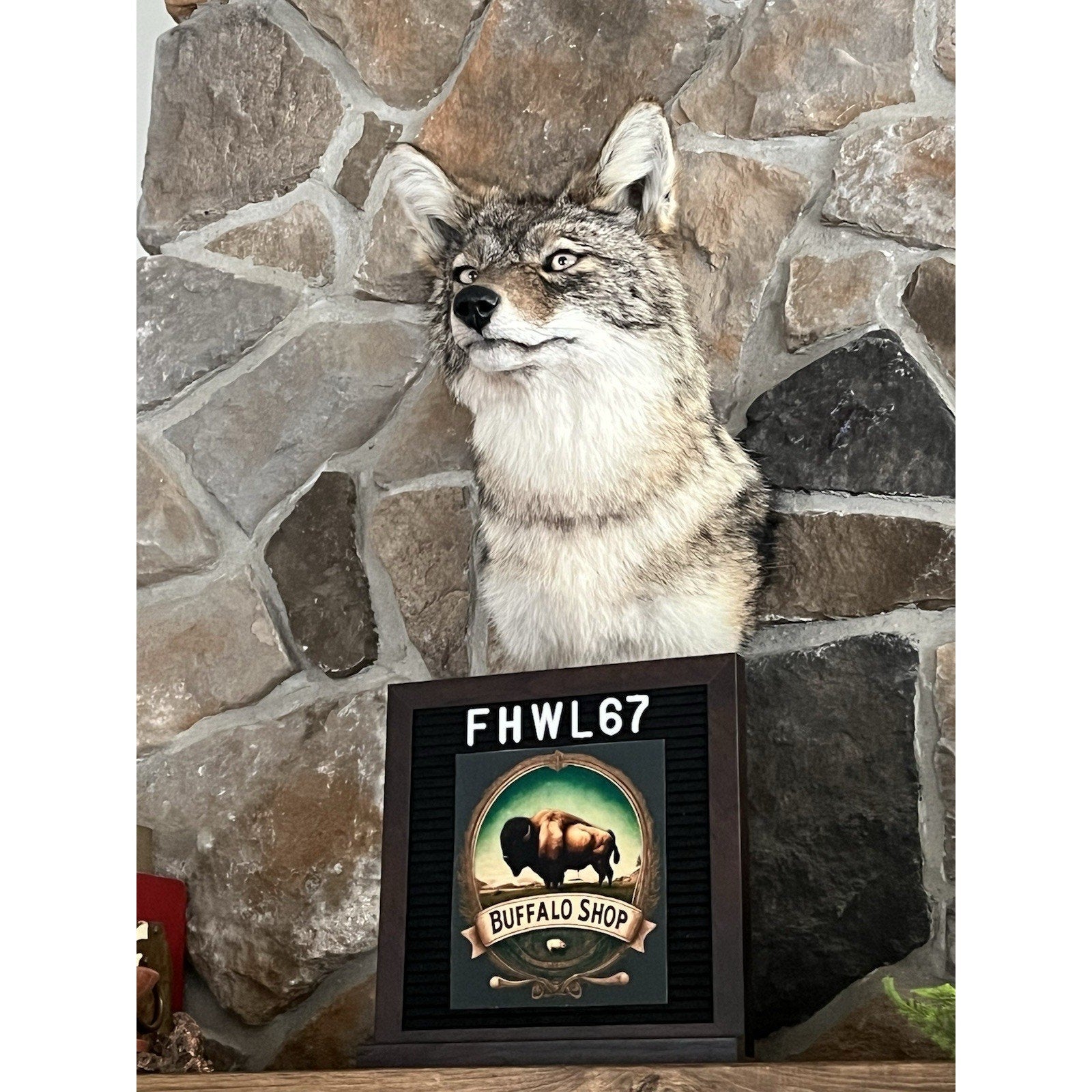 FHWL67 - Coyote Shoulder Museum Quality mount Taxidermy