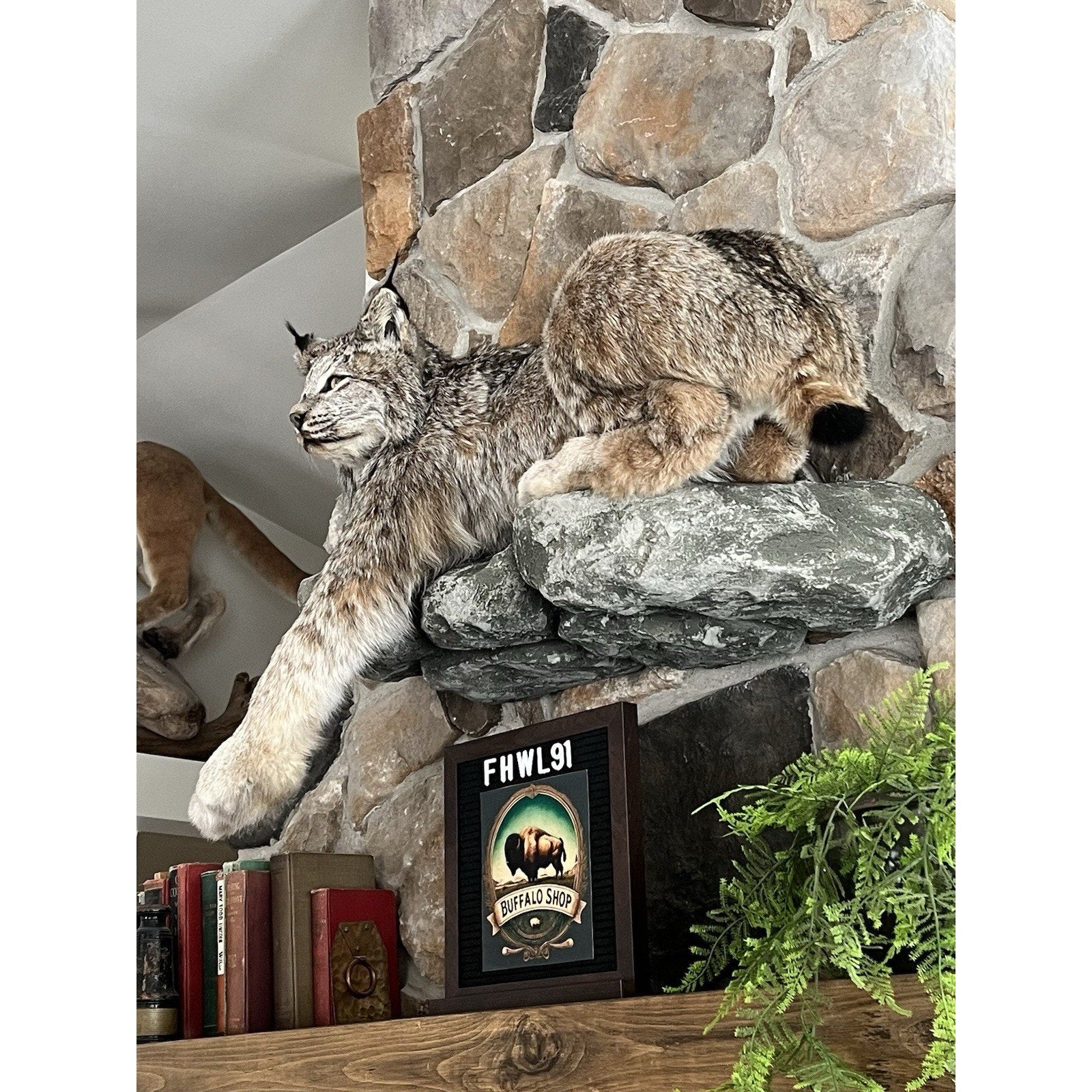 FHWL91 - Alaskan Lynx Taxidermy Full Body Mount Prime Fur