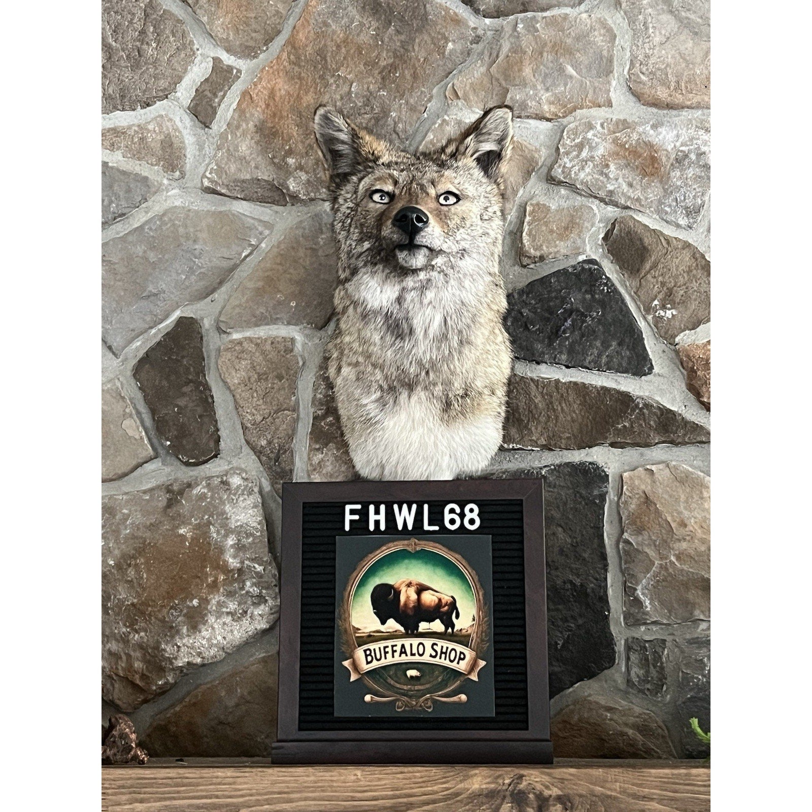 FHWL68 - Coyote Shoulder Museum Quality mount Taxidermy