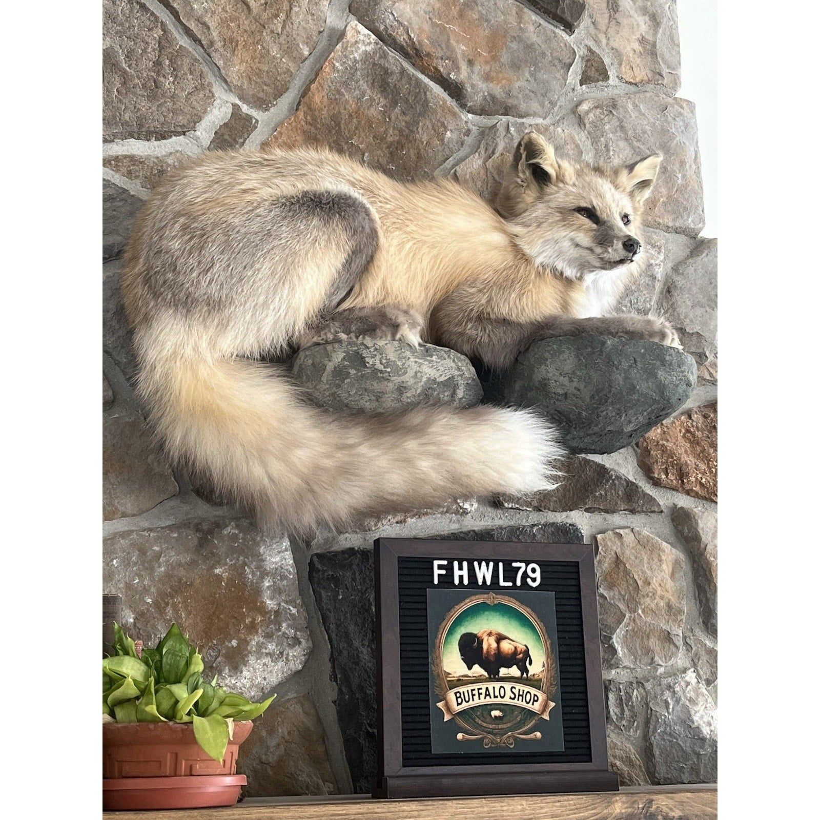 FHWL79 - Museum Quality Red Fox Taxidermy mount