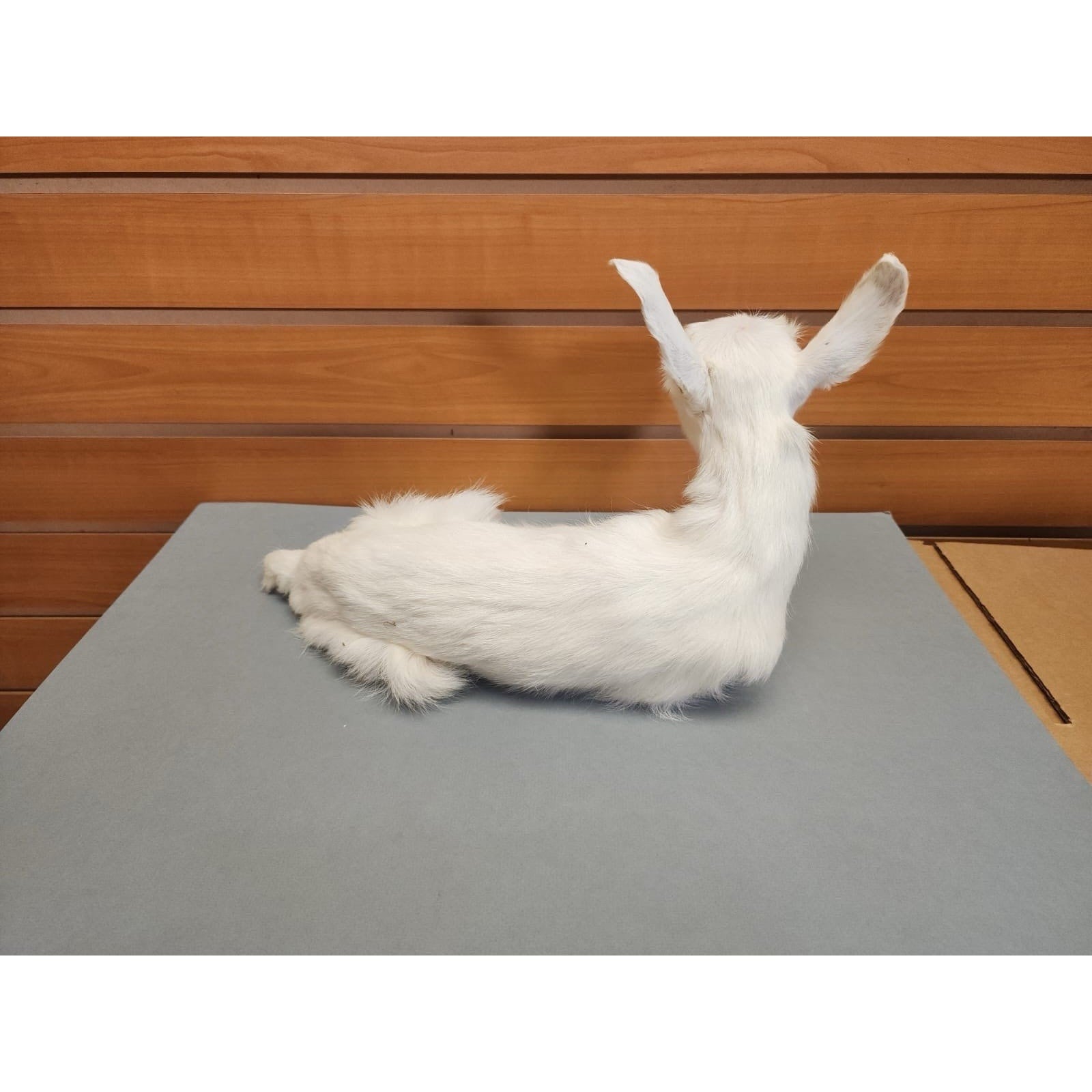 Real Beautiful Goat Taxidermy Mount ($1250 Each)