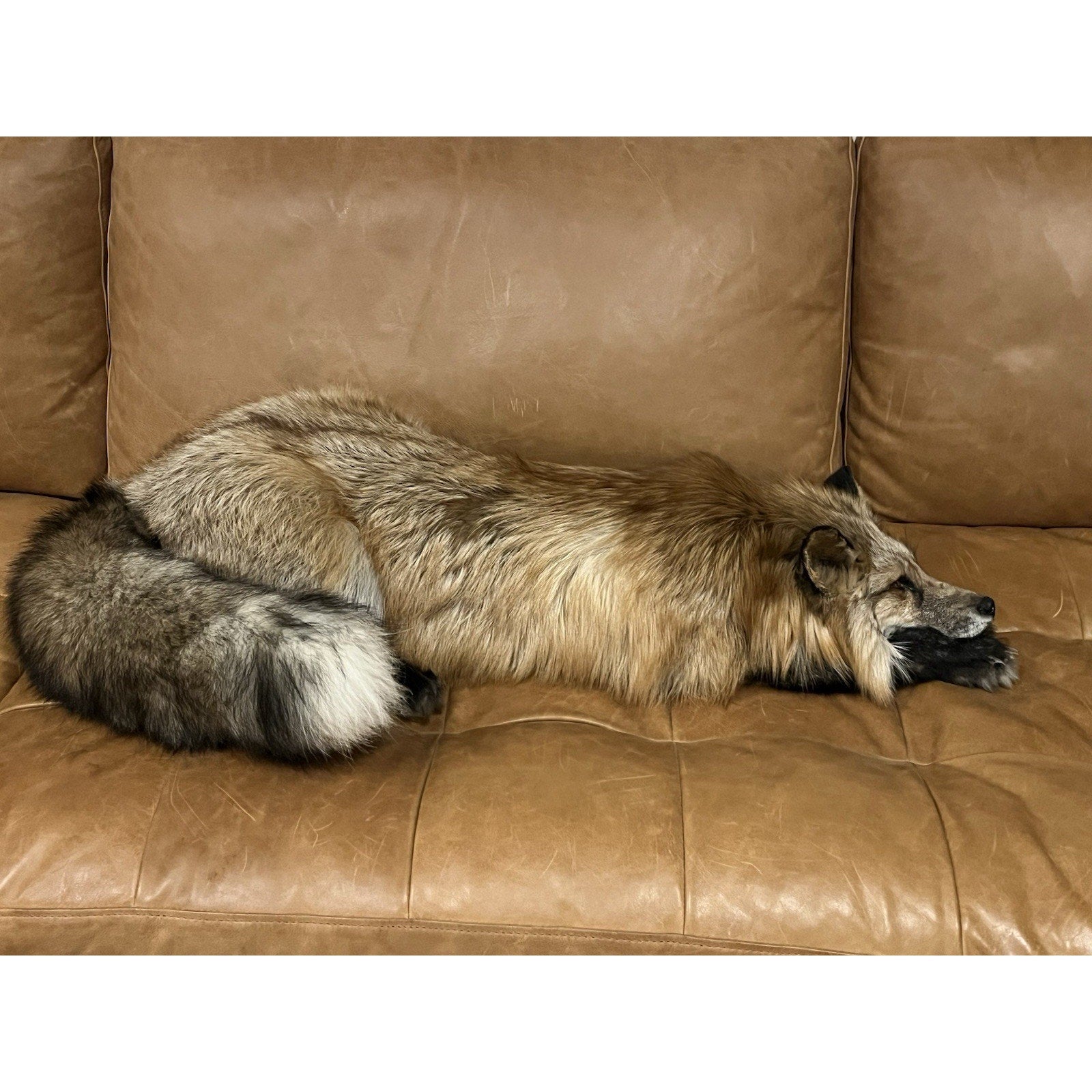 FHWL1 - Red Fox Taxidermy Full Body Mount
