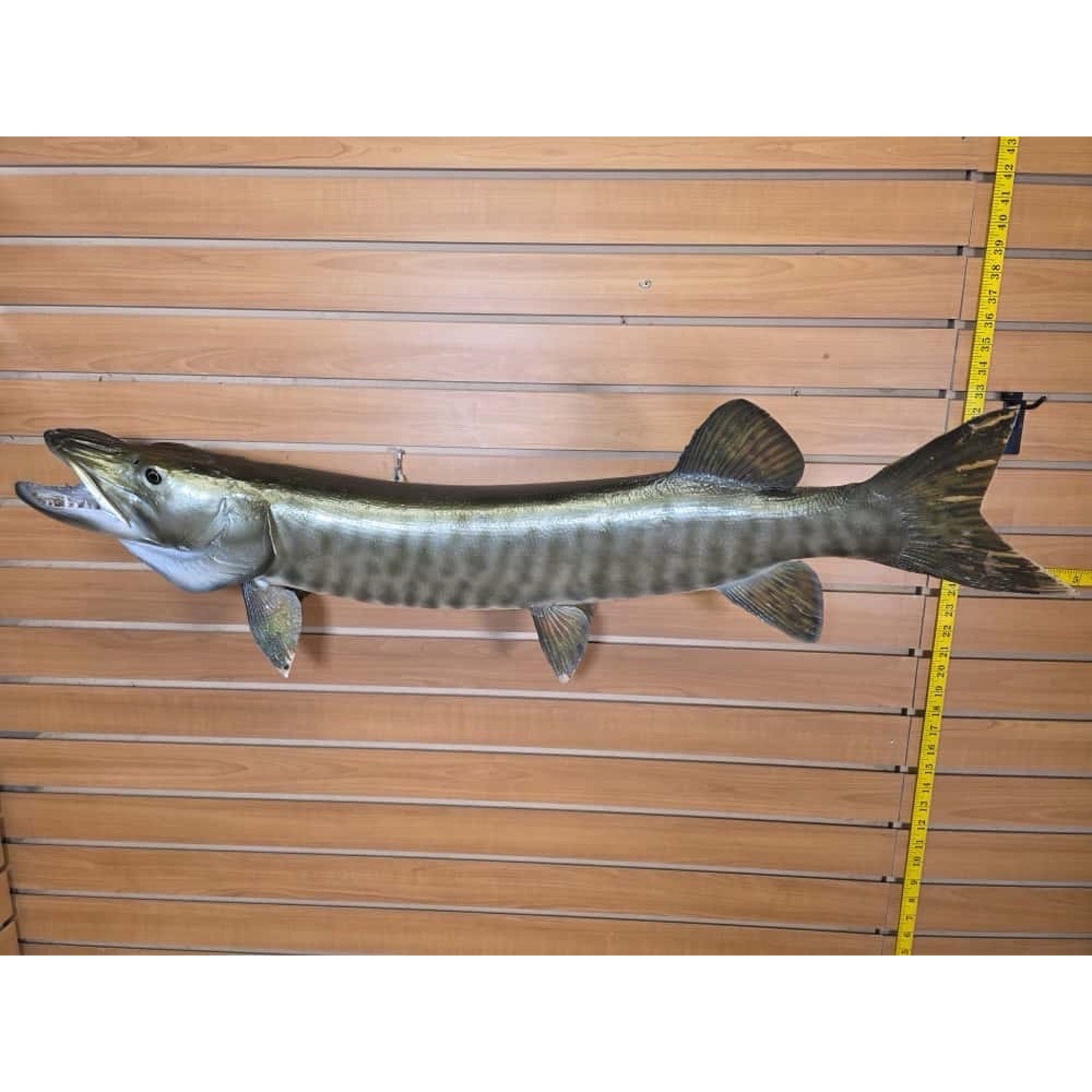 JTV228 - Real Skin Muskie Fish Taxidermy Mount 40”