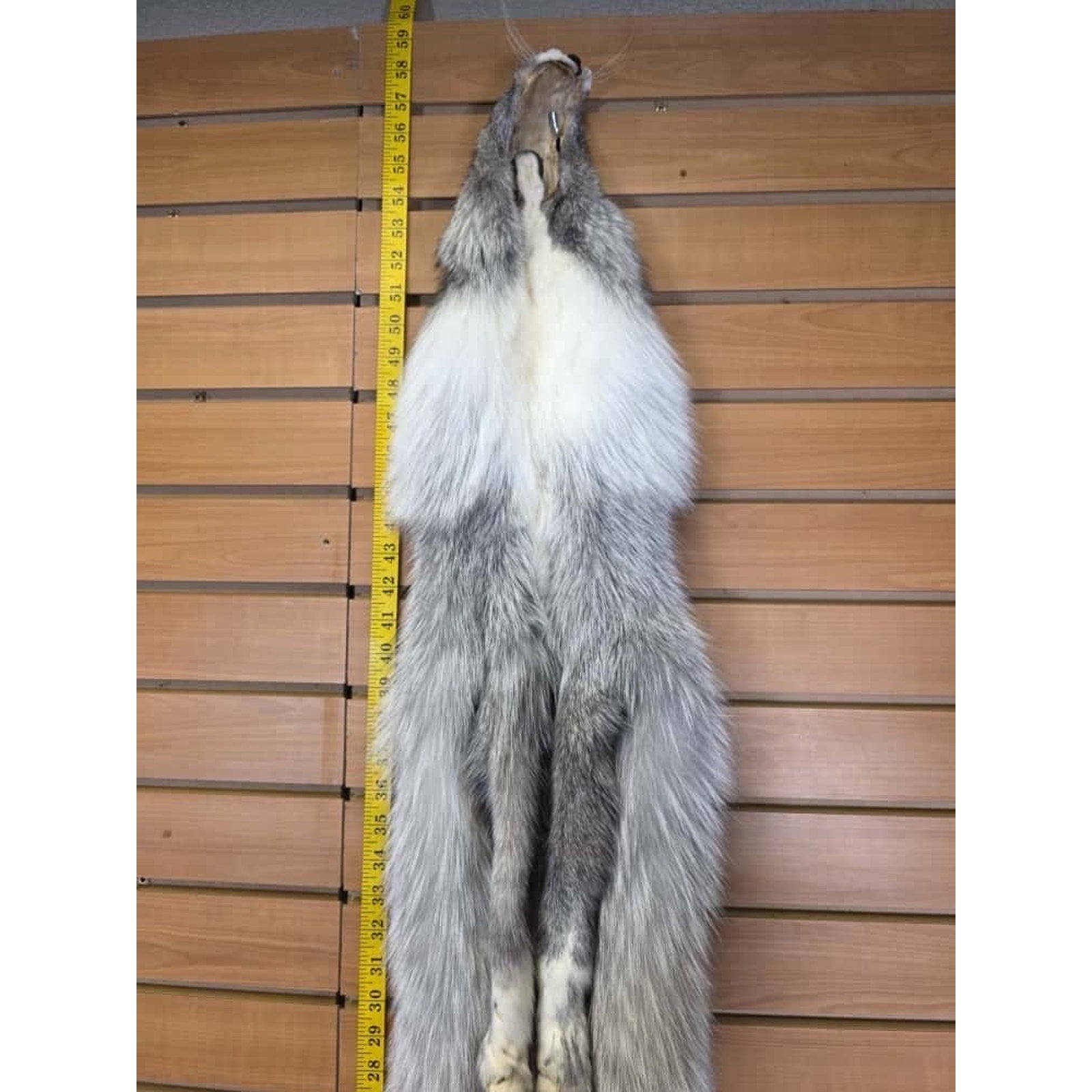 FHCM8 - Gorgeous Ranch Fox Soft Tanned Furs Taxidermy