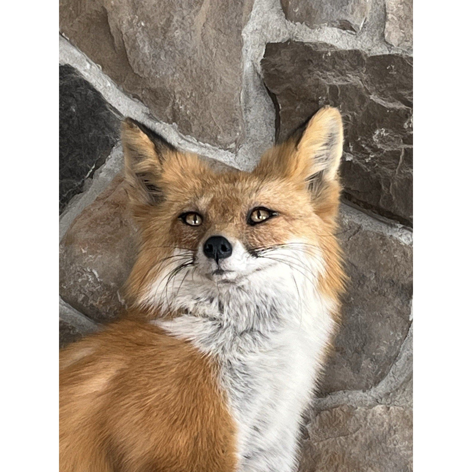 FHWL63 - Red Fox Taxidermy Full Body Mount
