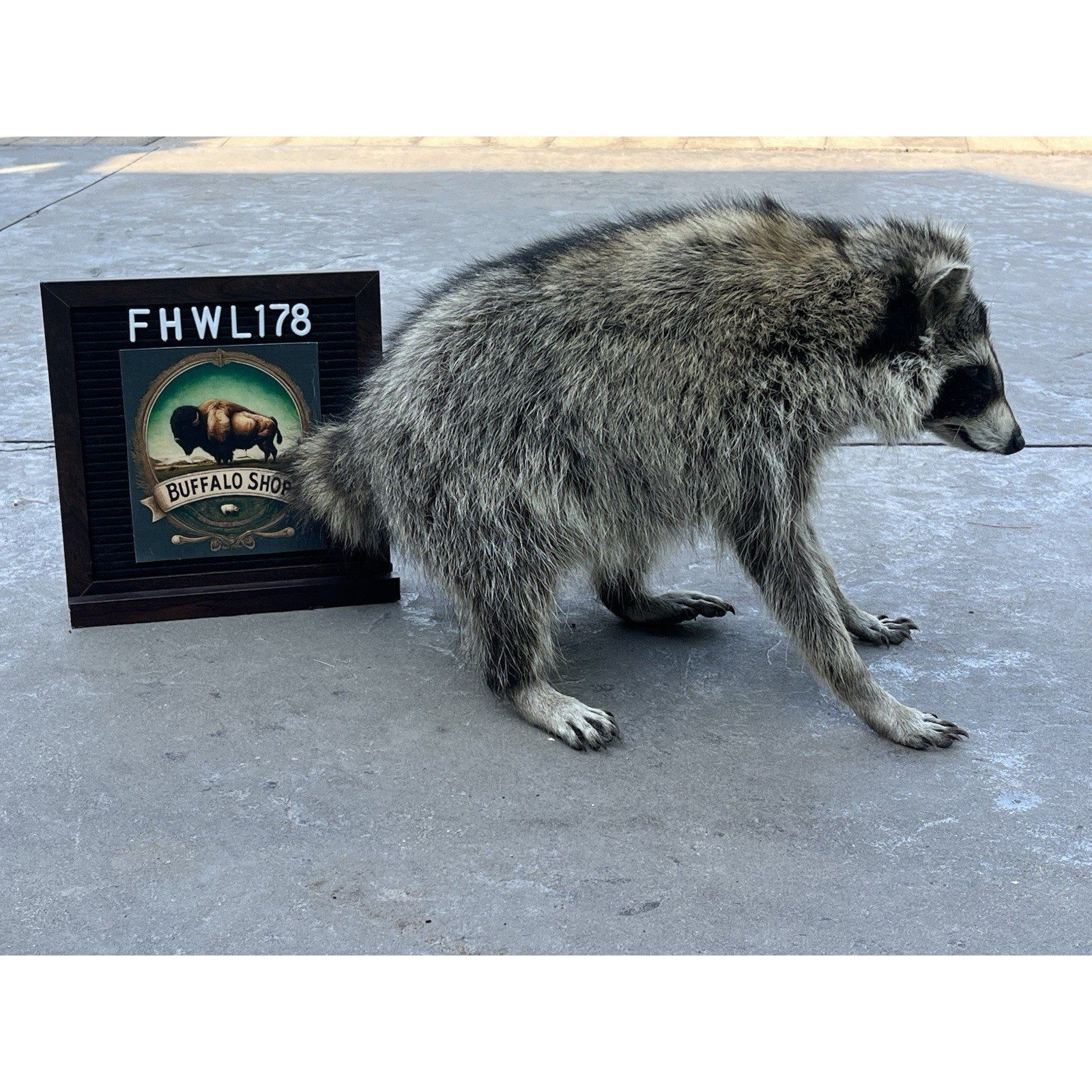 FHWL178 -Jimothy Fat Raccoon Taxidermy Mount