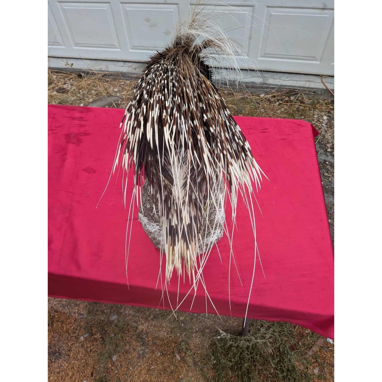 FHPAT747 - Premium African Crested Porcupine Taxidermy Mount