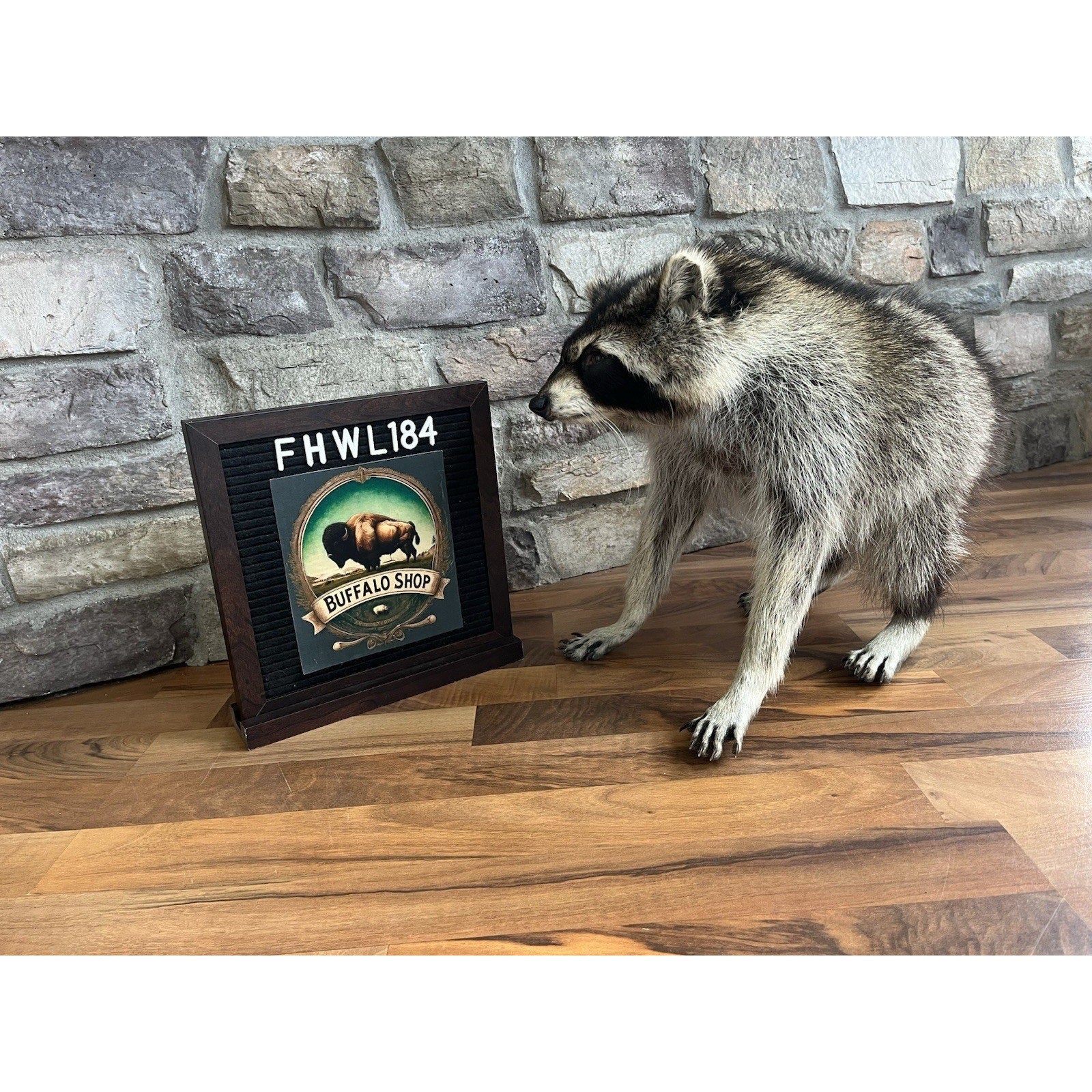 FHWL184-Jimothy Fat Raccoon Taxidermy Mount