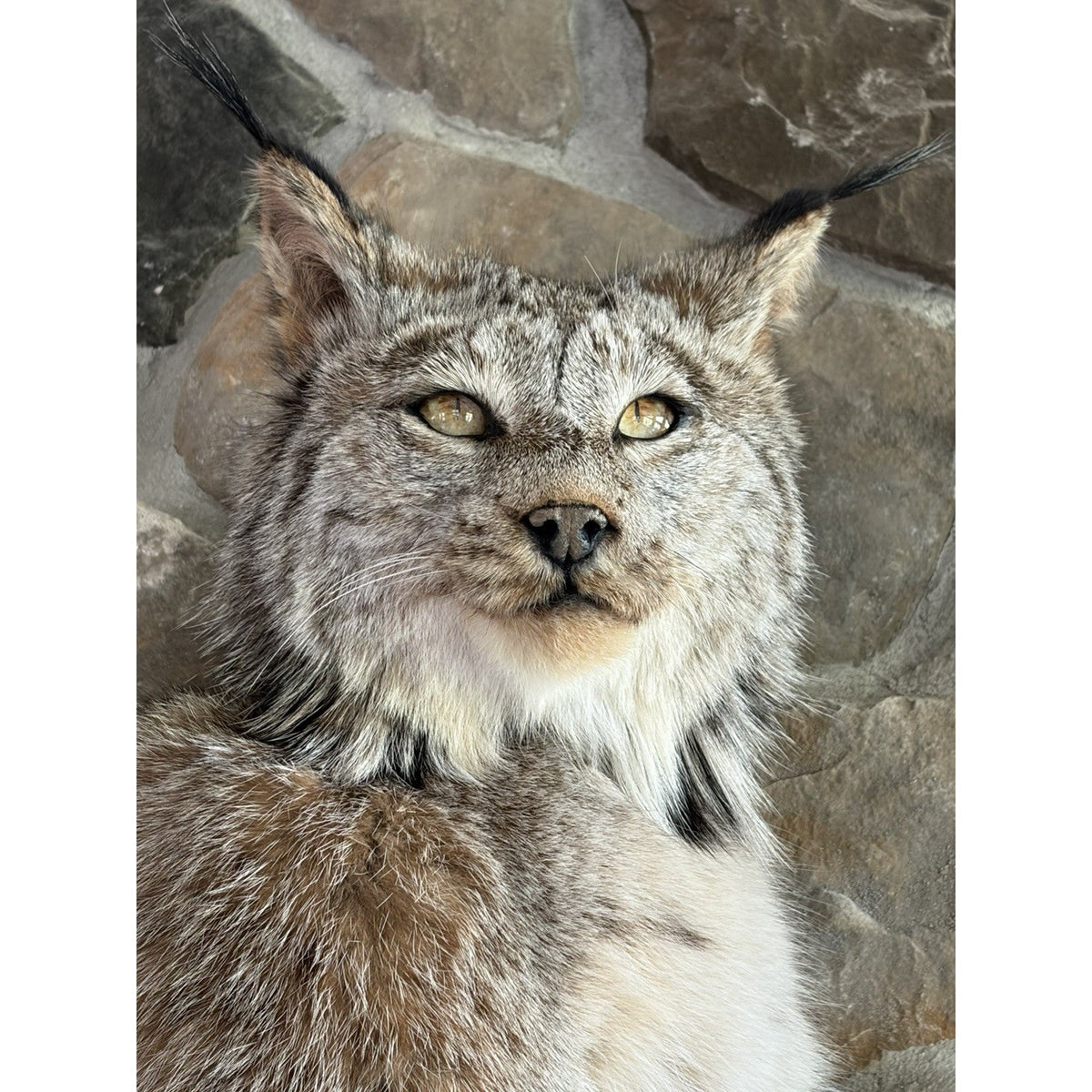FHWL241 - Museum Quality Alaskan Lynx Taxidermy Full Body Mount Prime Fur