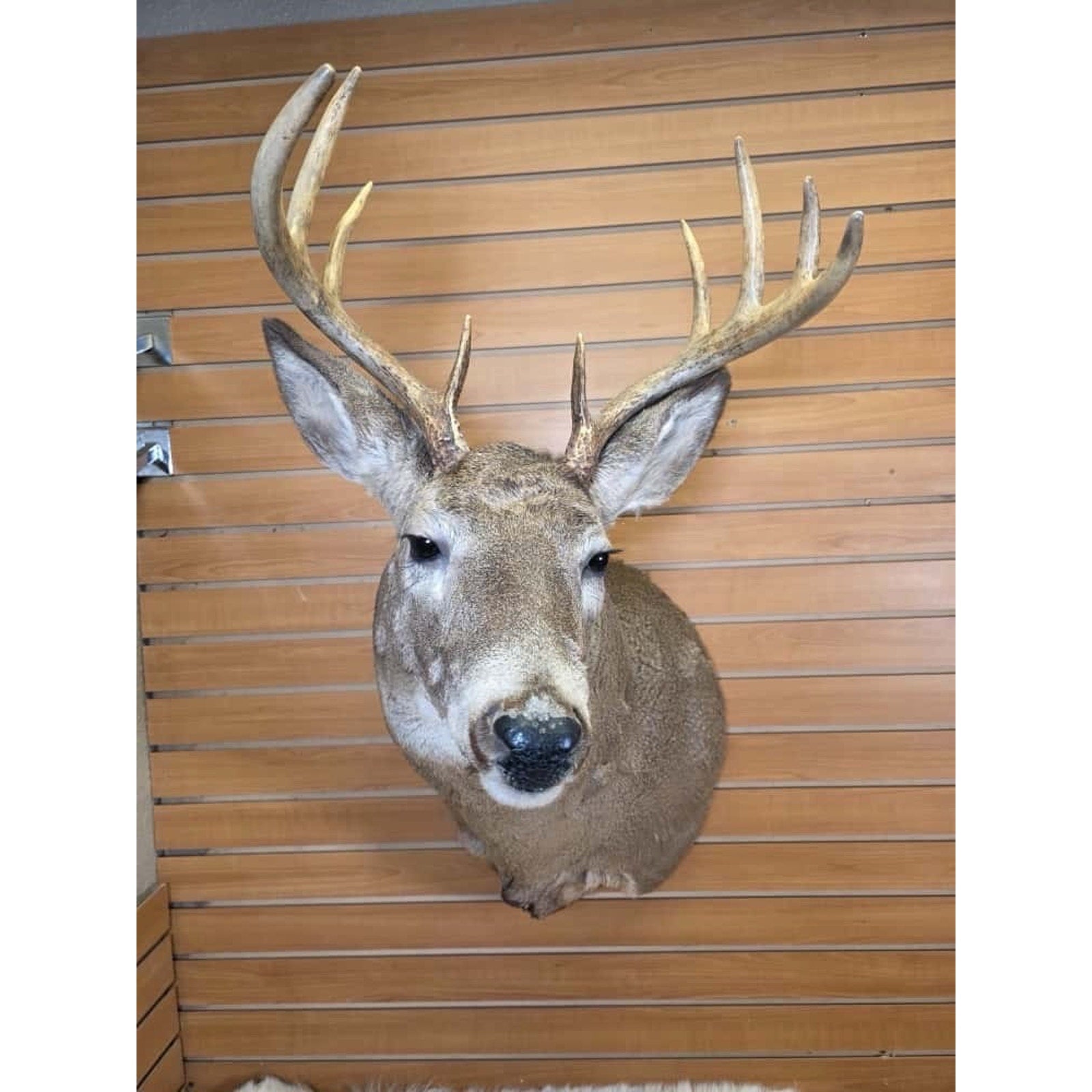 FHMN5 - Whitetail Deer Real Antler Deer Taxidermy Mount