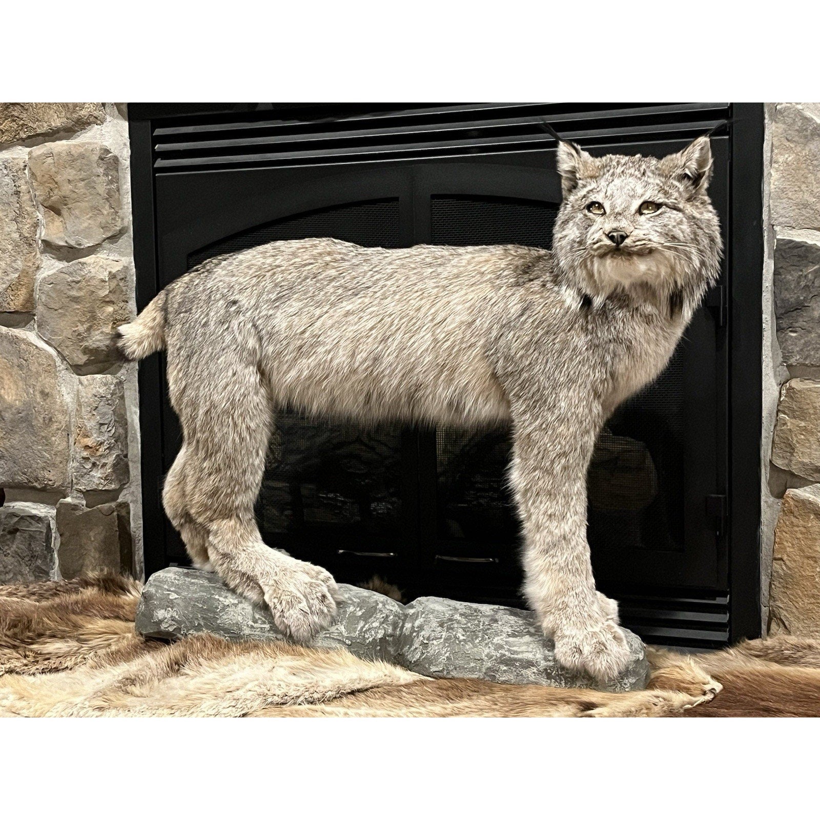FHWL24 - Alaskan Lynx Taxidermy Full Body Mount Prime Fur