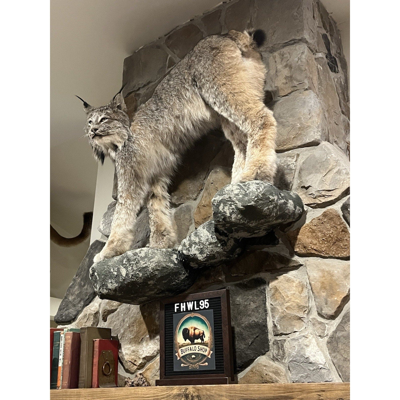 FHWL95 - Alaskan Lynx Taxidermy Full Body Mount Prime Fur