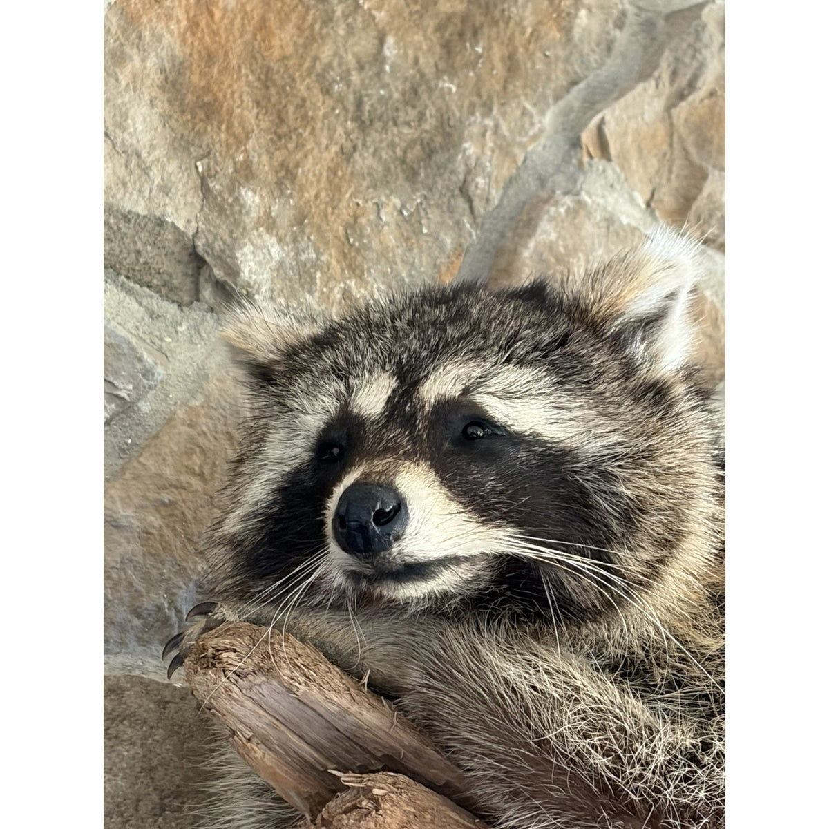 FHWL223 -premium Fat Raccoon Taxidermy Mount
