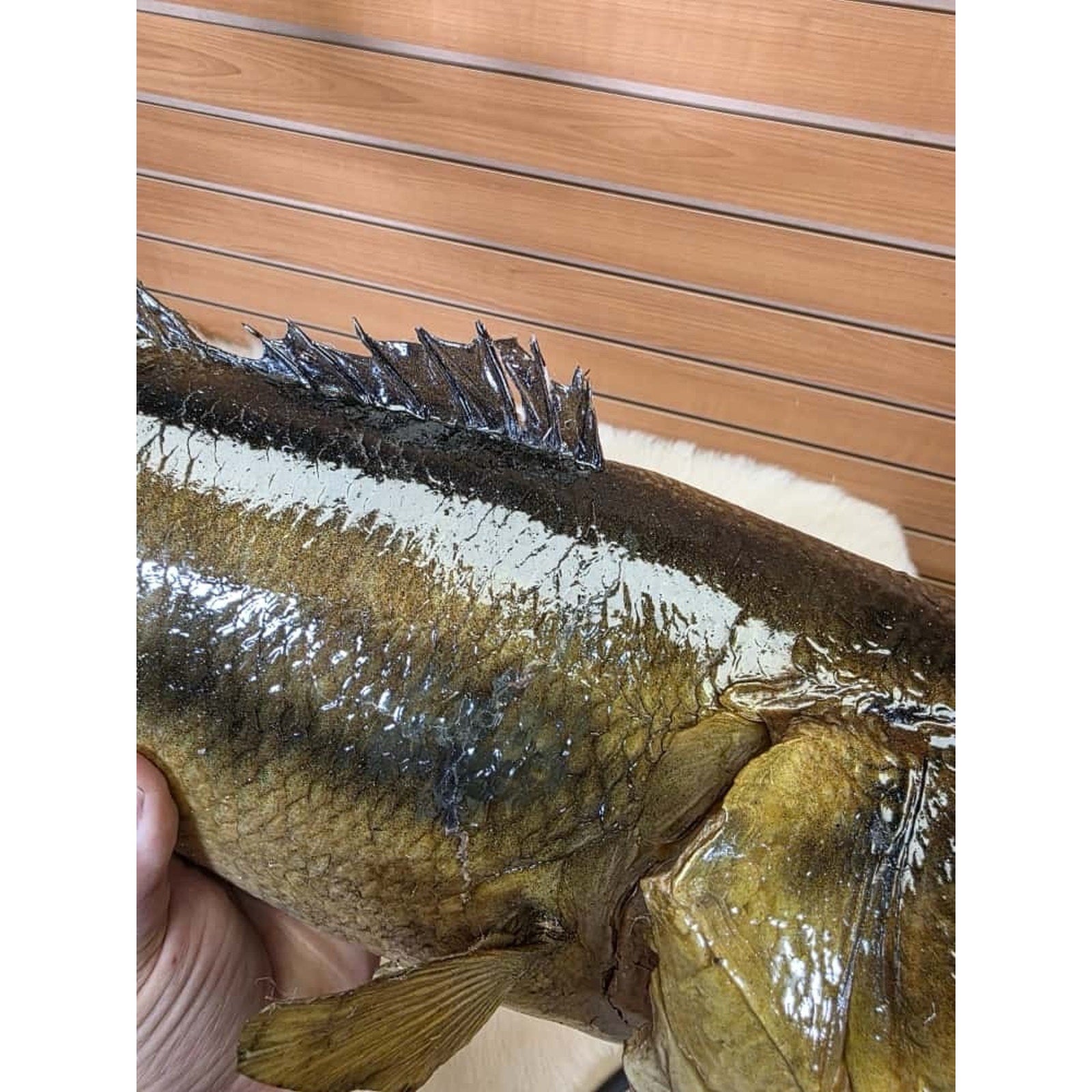 JTV213 - Real Skin Bass Fish Taxidermy Mount 21”