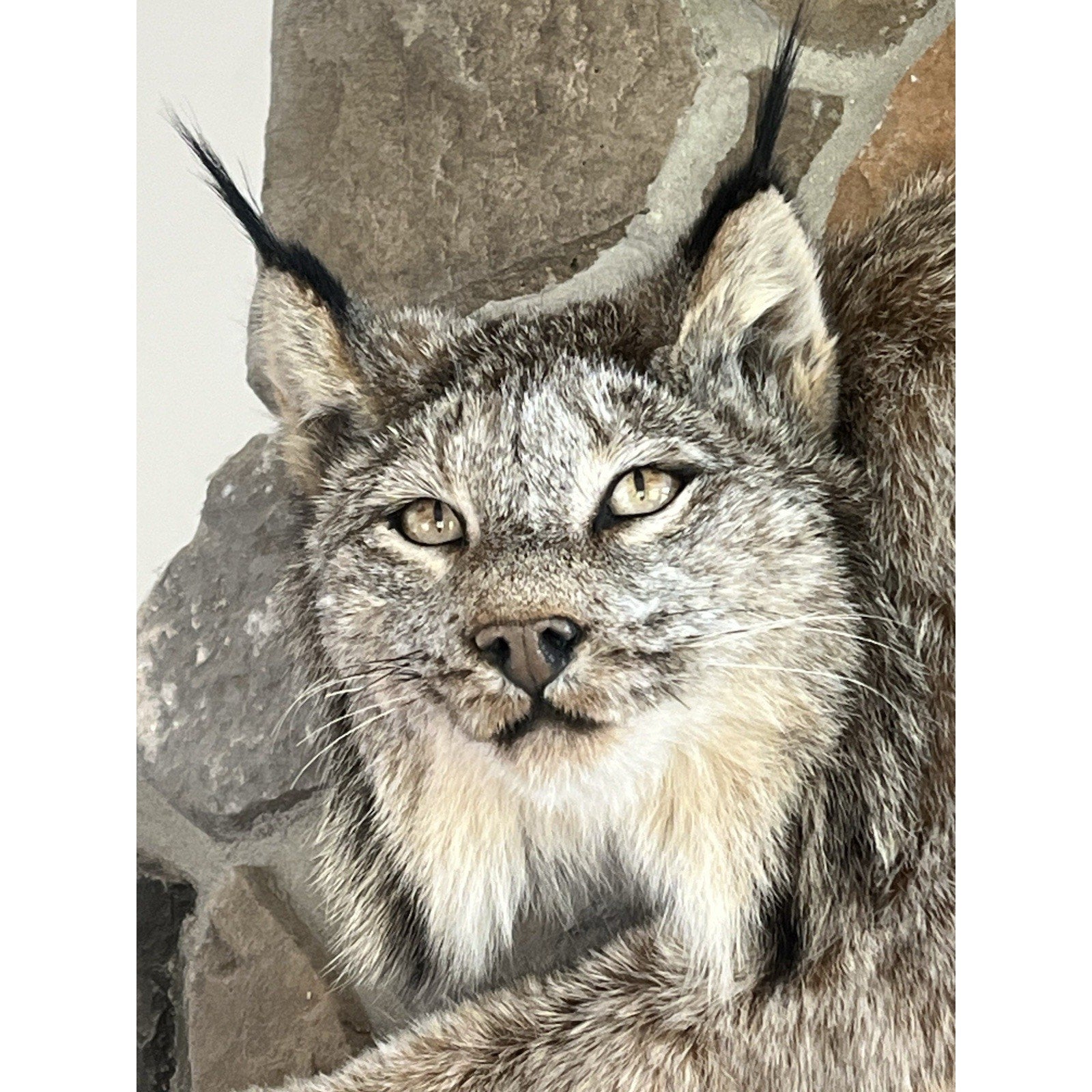 FHWL131 - Alaskan Lynx Taxidermy Full Body Mount Prime Fur