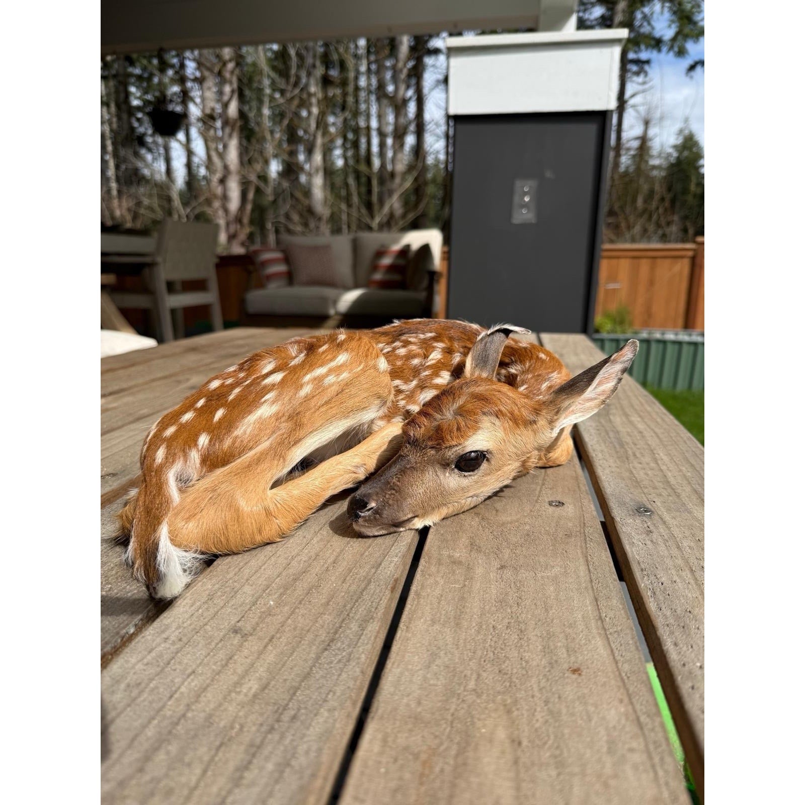 FHWAF4 - Fawn Lifesize Taxidermy Mount