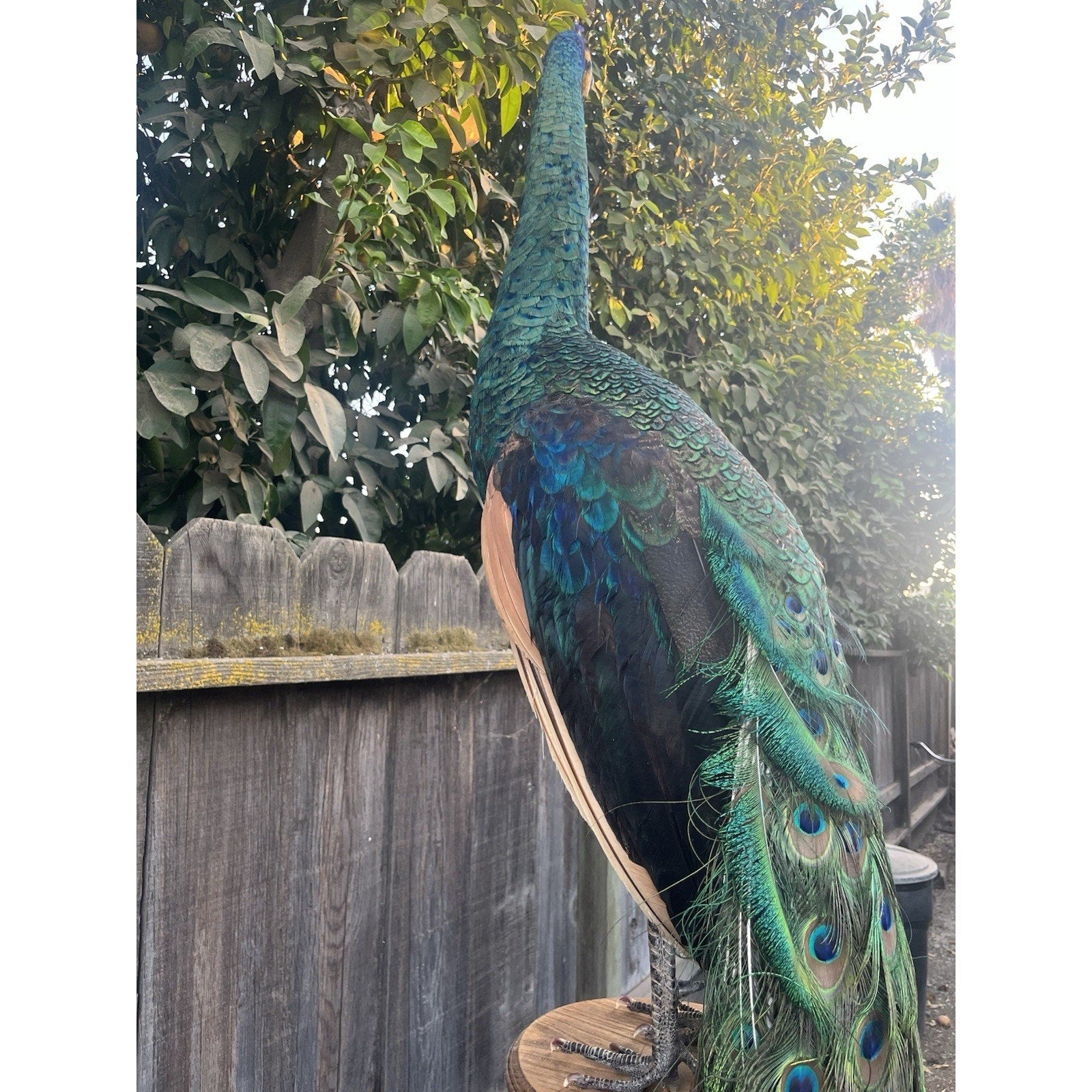 FHJOEL333-Real Java PEACOCK Taxidermy Mount museum quality