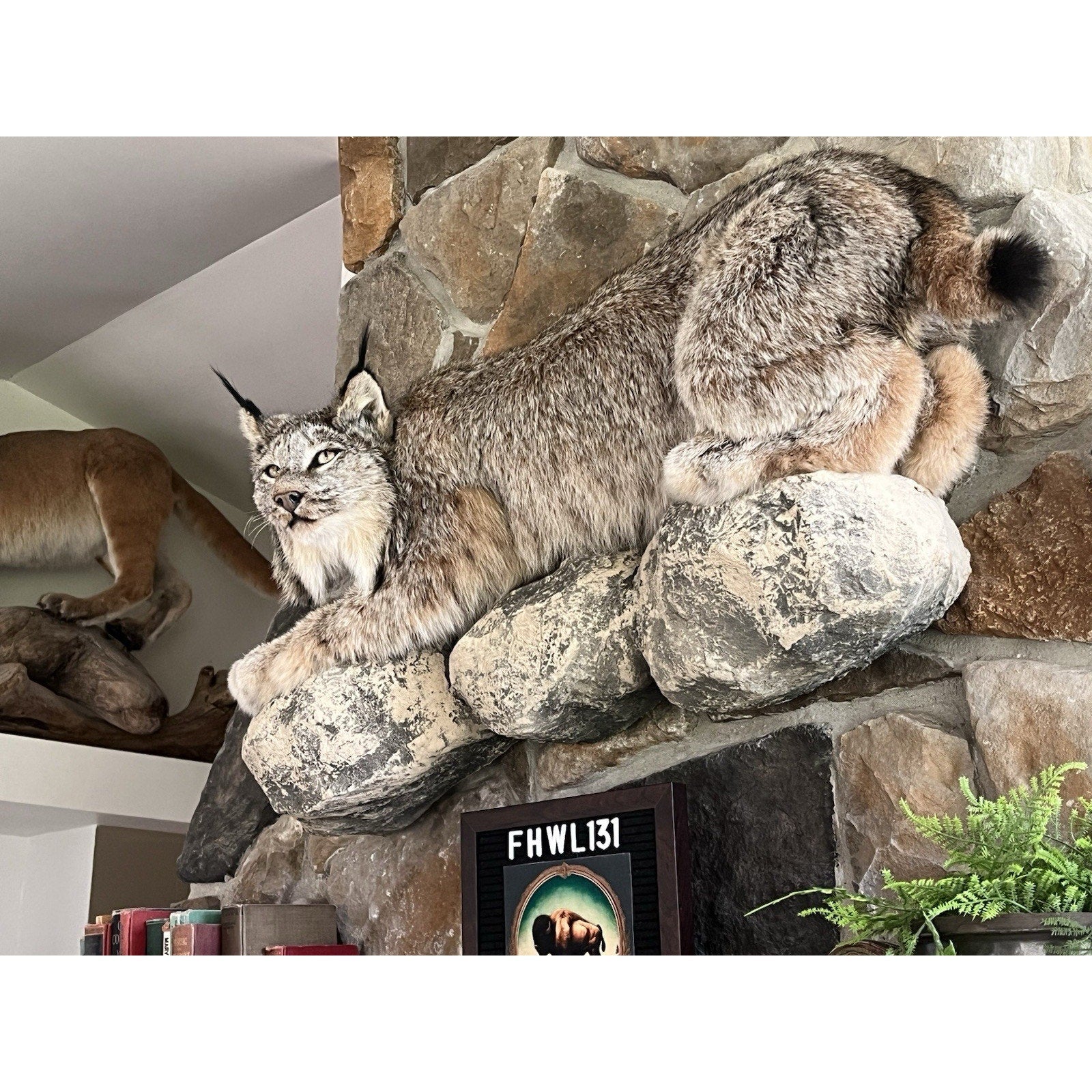 FHWL131 - Alaskan Lynx Taxidermy Full Body Mount Prime Fur