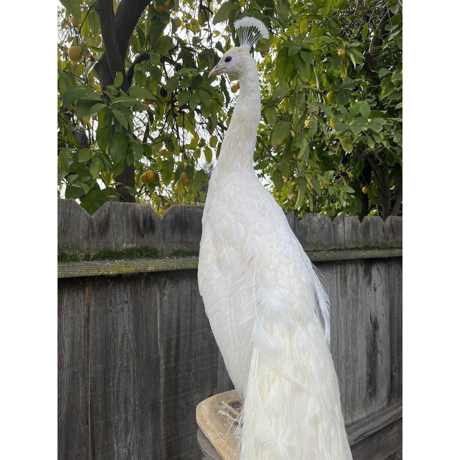FHJOEL332 - Rare White PEACOCK Taxidermy Mount