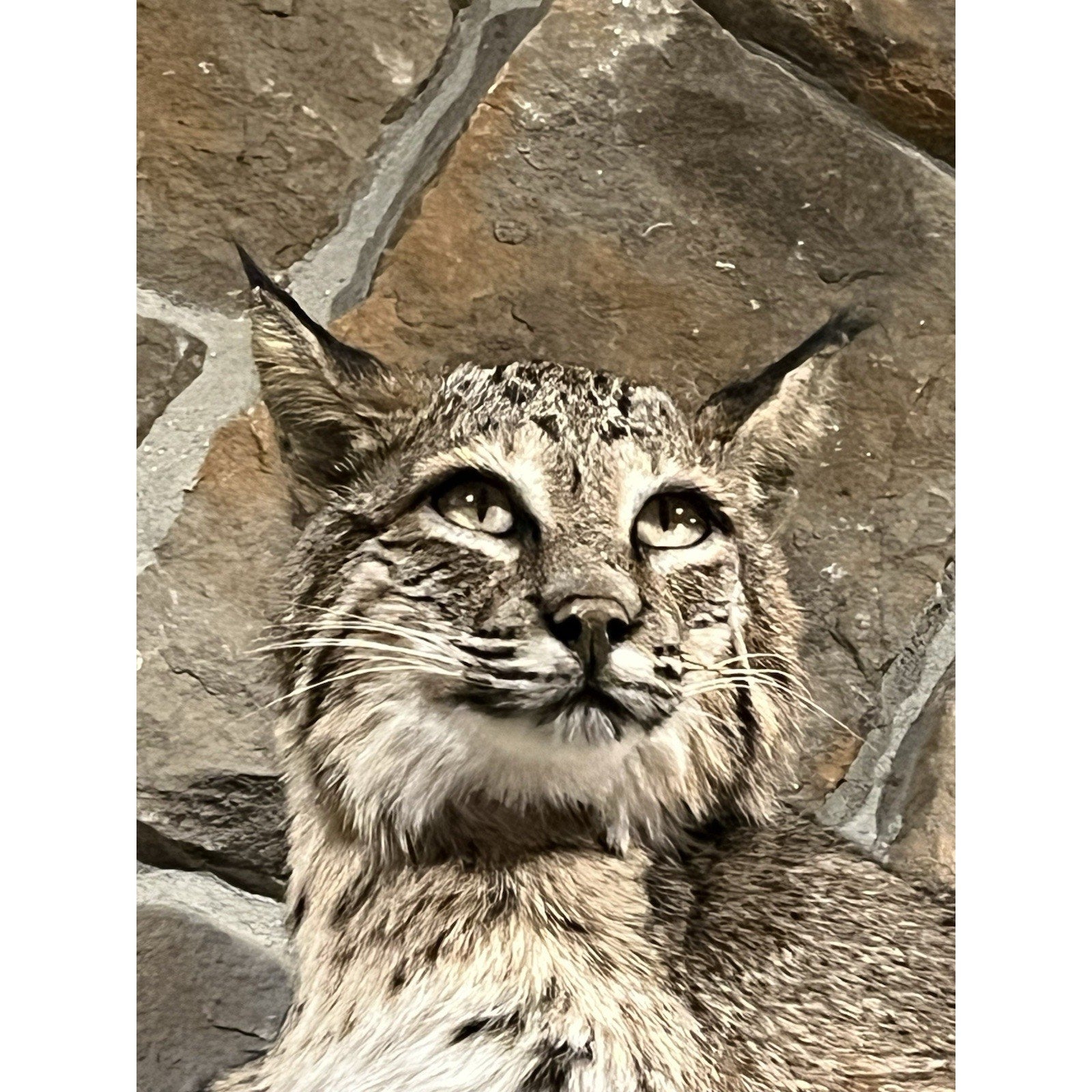 FHWL46 - Bobcat Taxidermy Full Body Mount