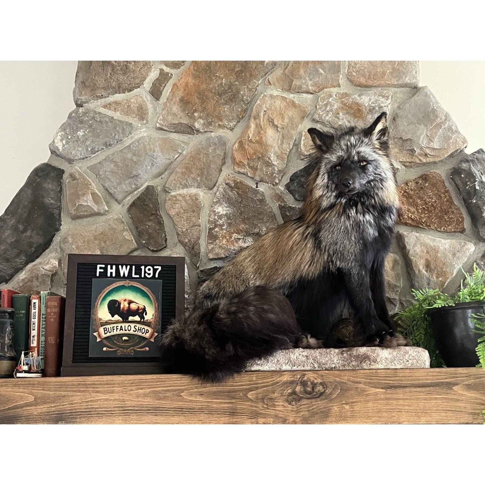 FHWL197- Museum Quality Ranch Fox Taxidermy mount