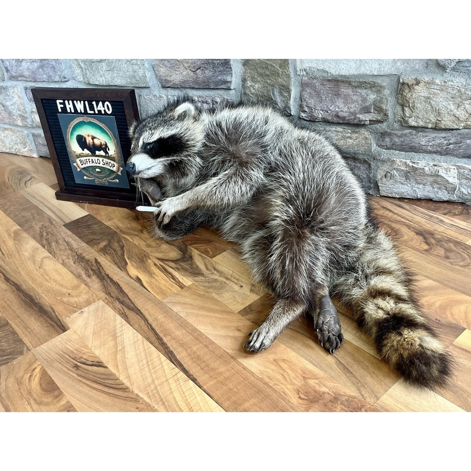 FHWL140- Fat Raccoon Taxidermy Mount
