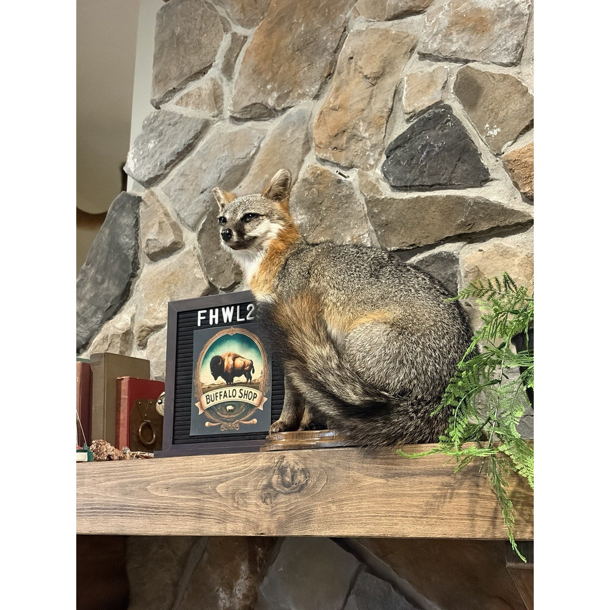 FHWL231- Grey Fox Taxidermy Full Body Mount Cabin Camp Man Cave