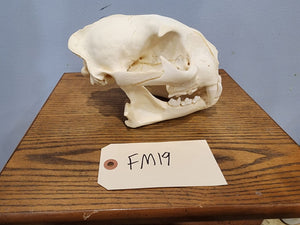 Cougar Skull