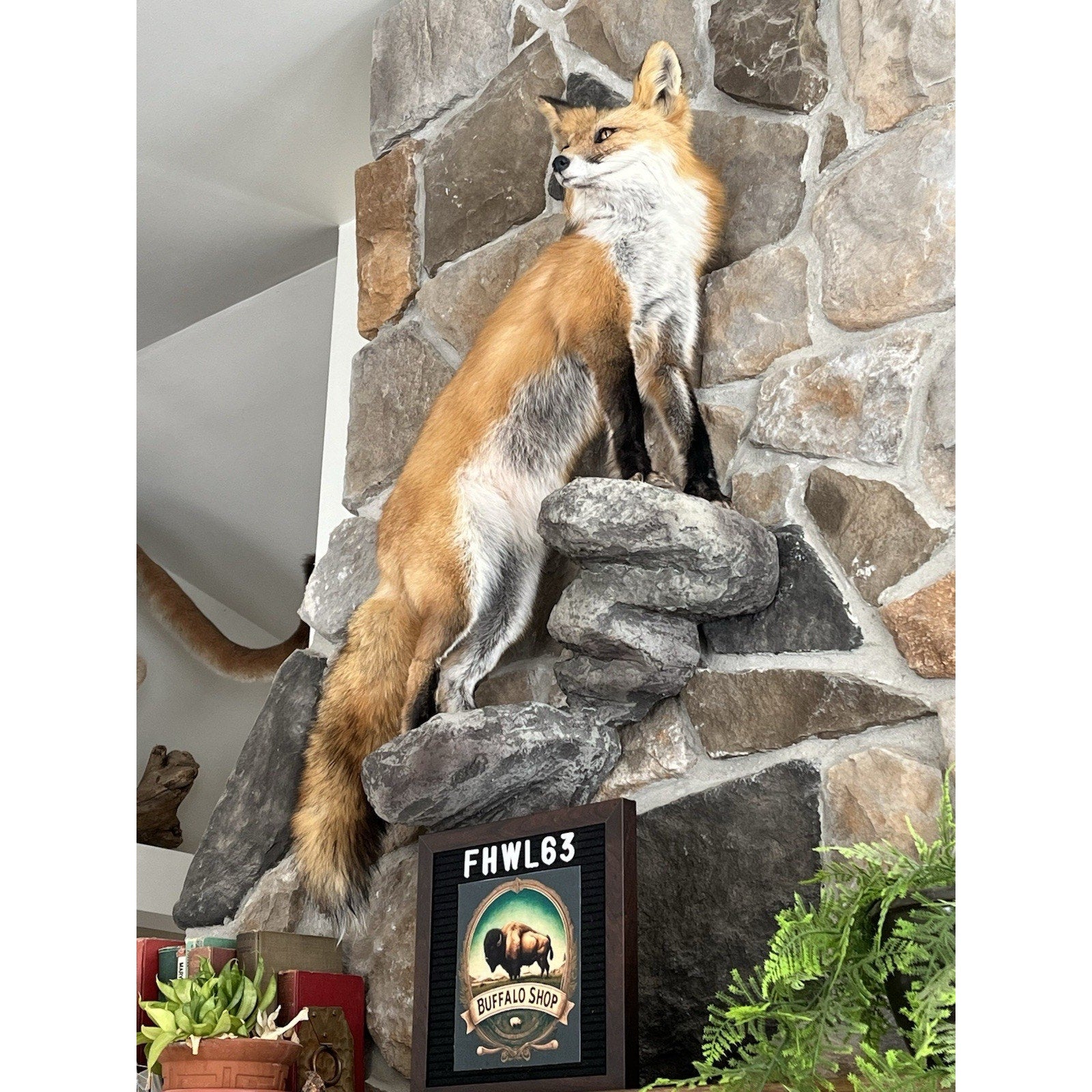 FHWL63 - Red Fox Taxidermy Full Body Mount