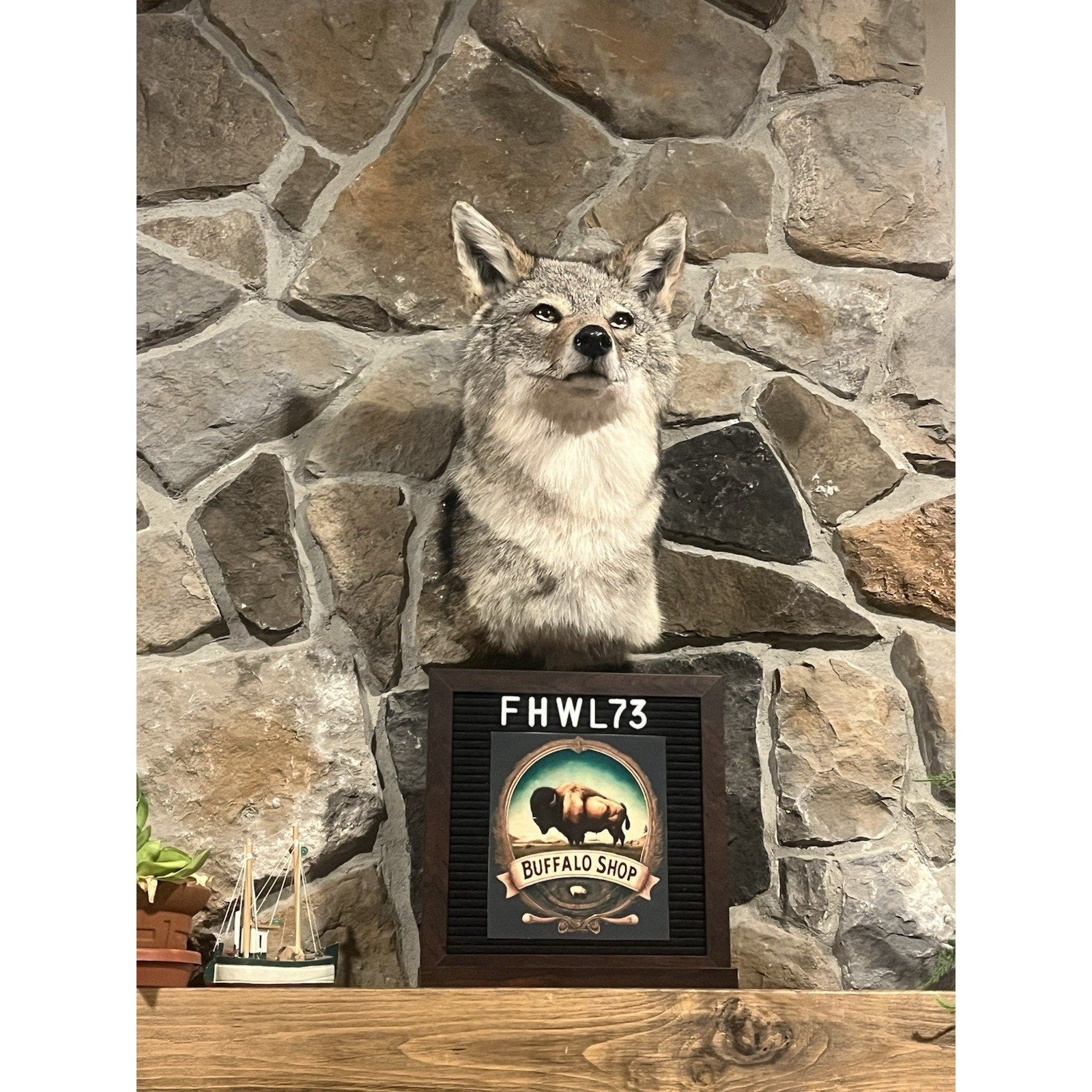 FHWL73 - Coyote Shoulder Museum Quality mount Taxidermy